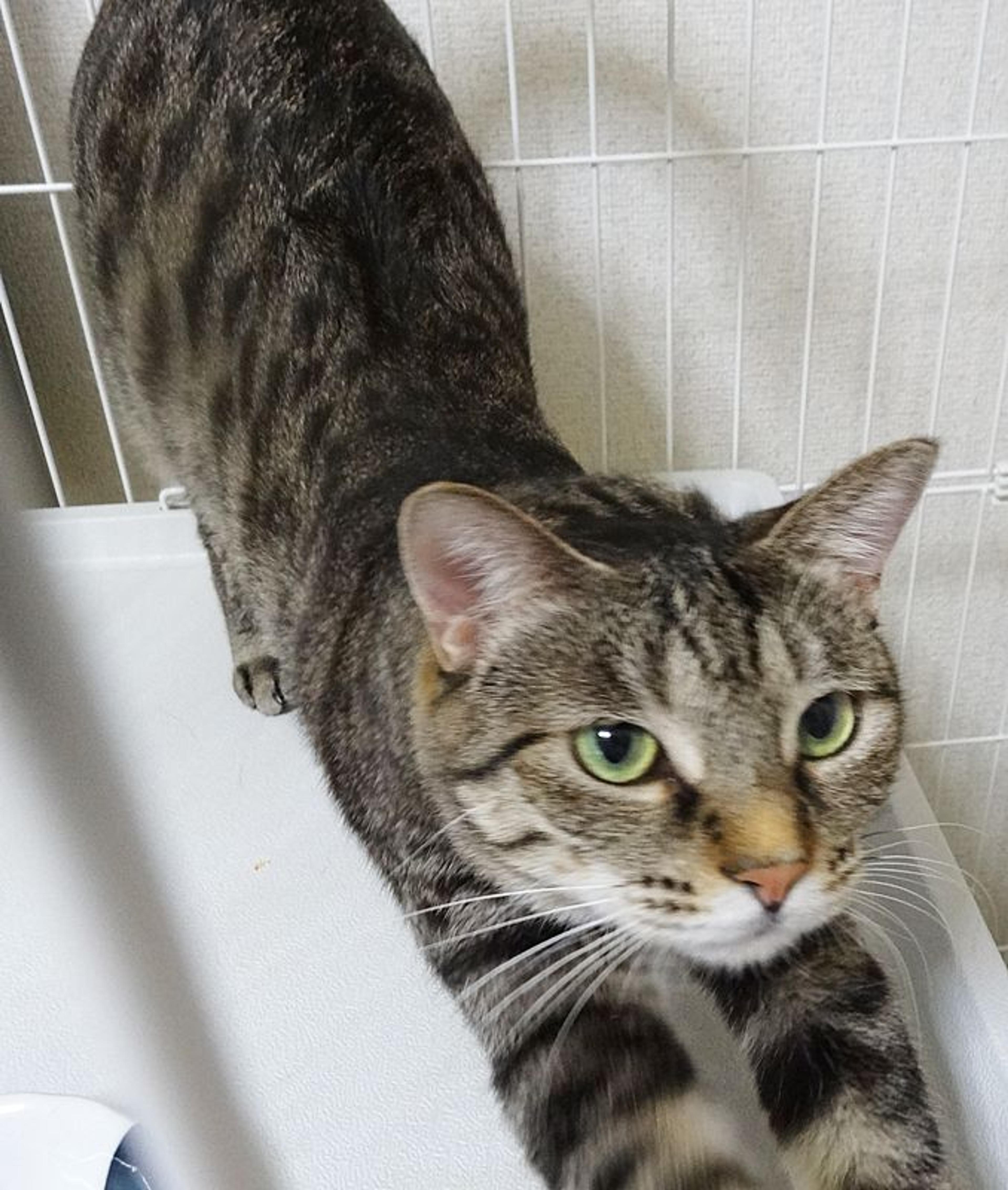 pet-image-4
