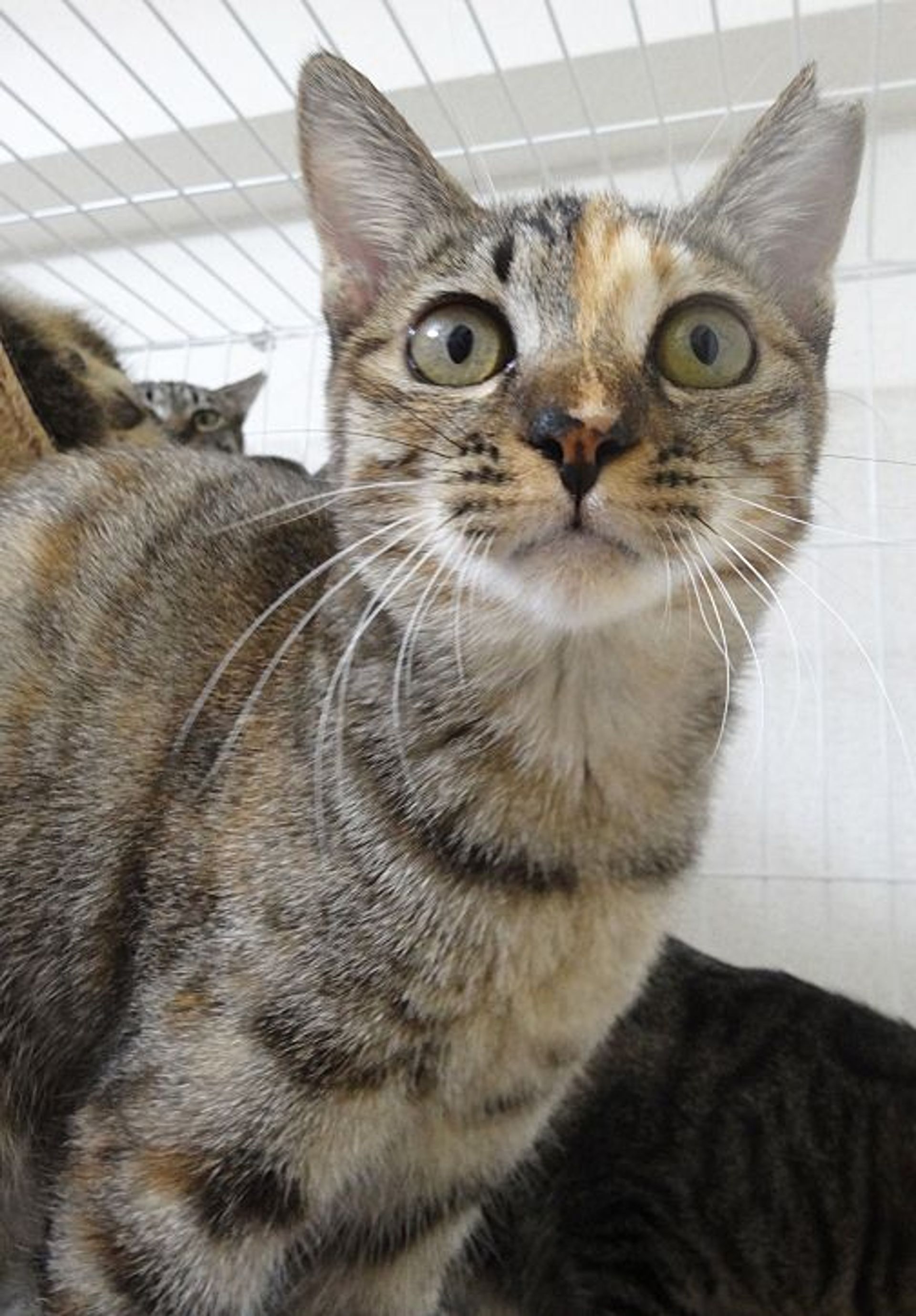 雑種（ミックス猫）・メスの里親募集の写真