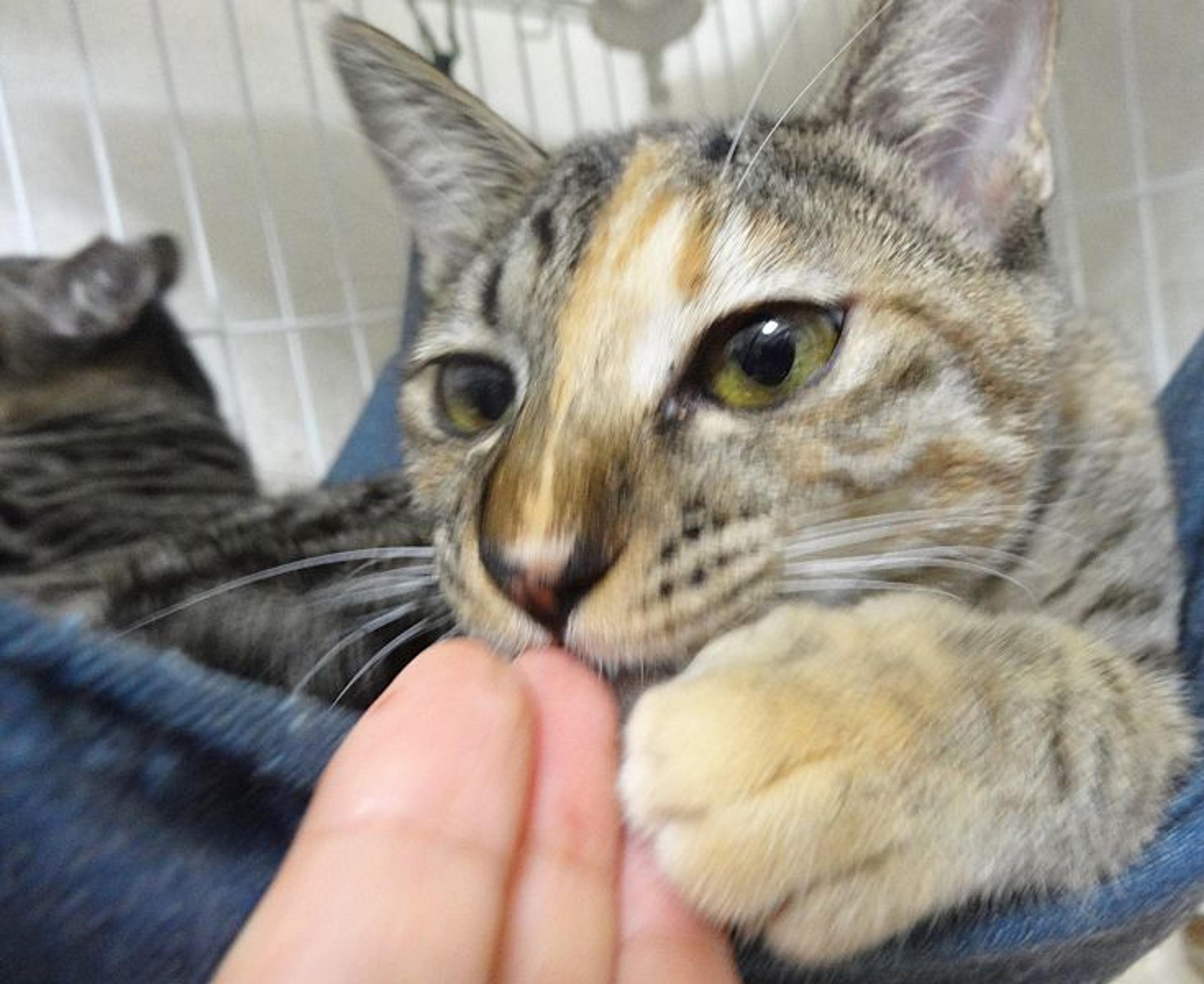 pet-image-2