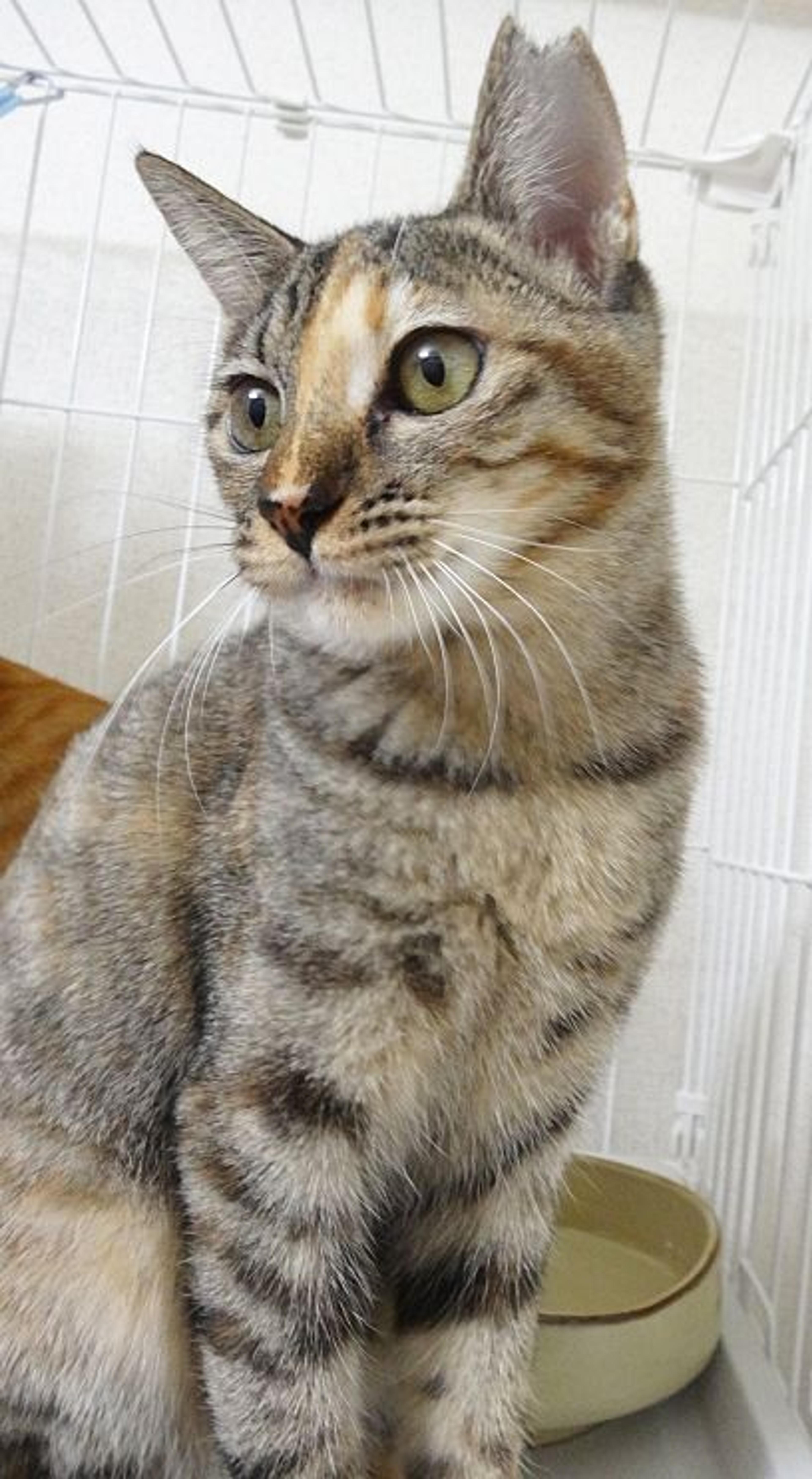pet-image-7