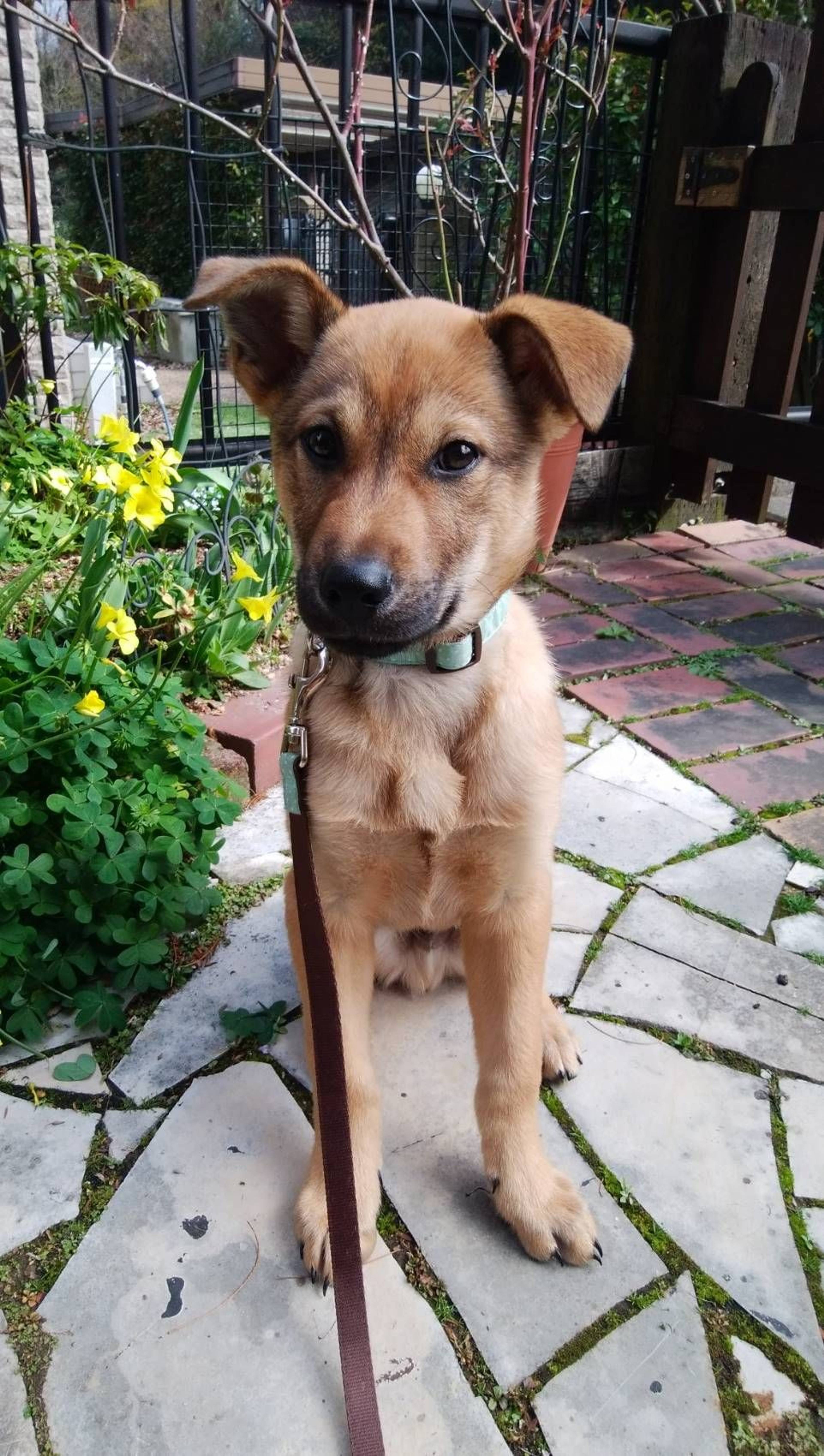 雑種（ミックス犬）・オスの里親募集の写真