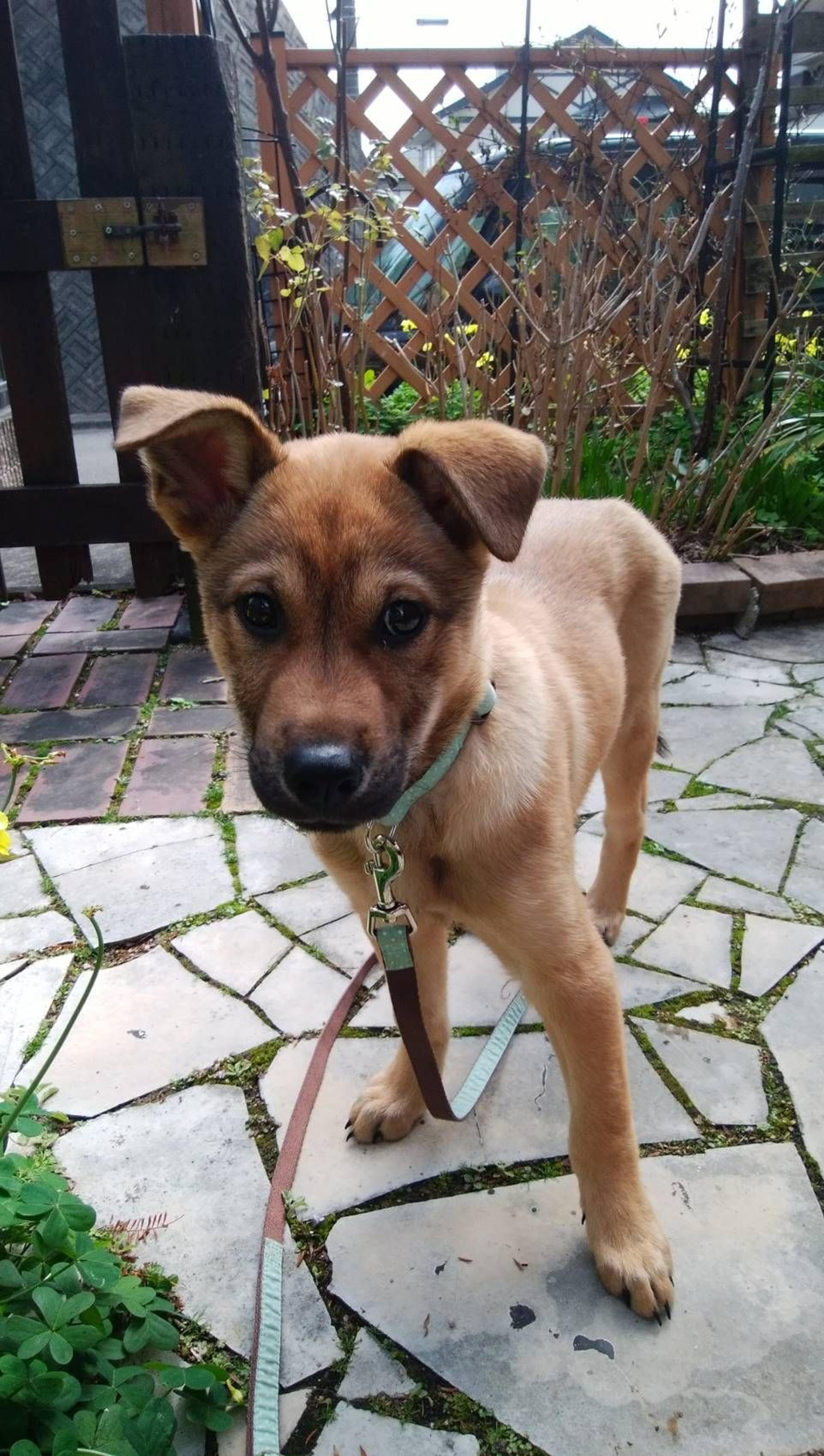 pet-image-2