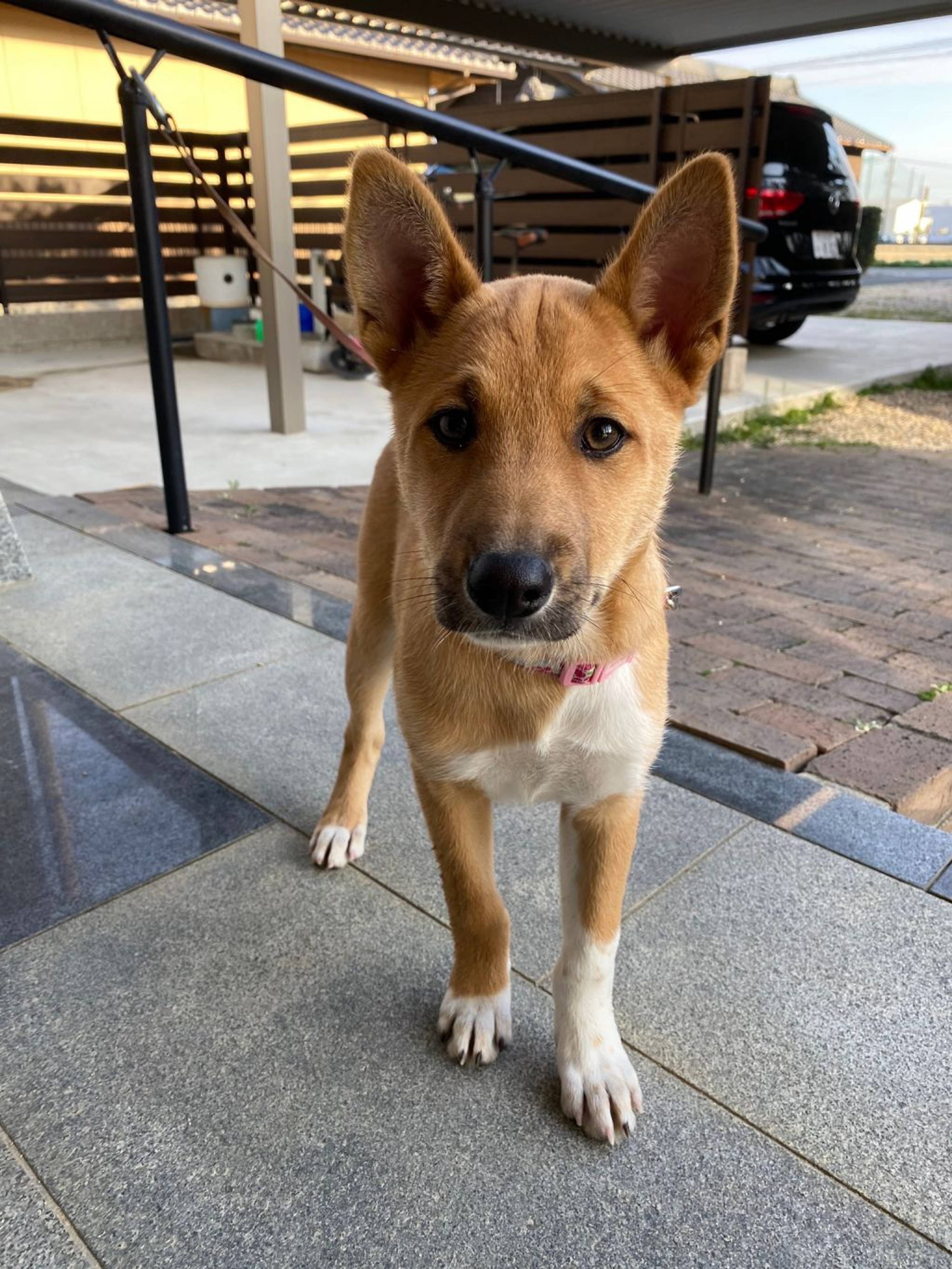 雑種（ミックス犬）・メスの里親募集の写真
