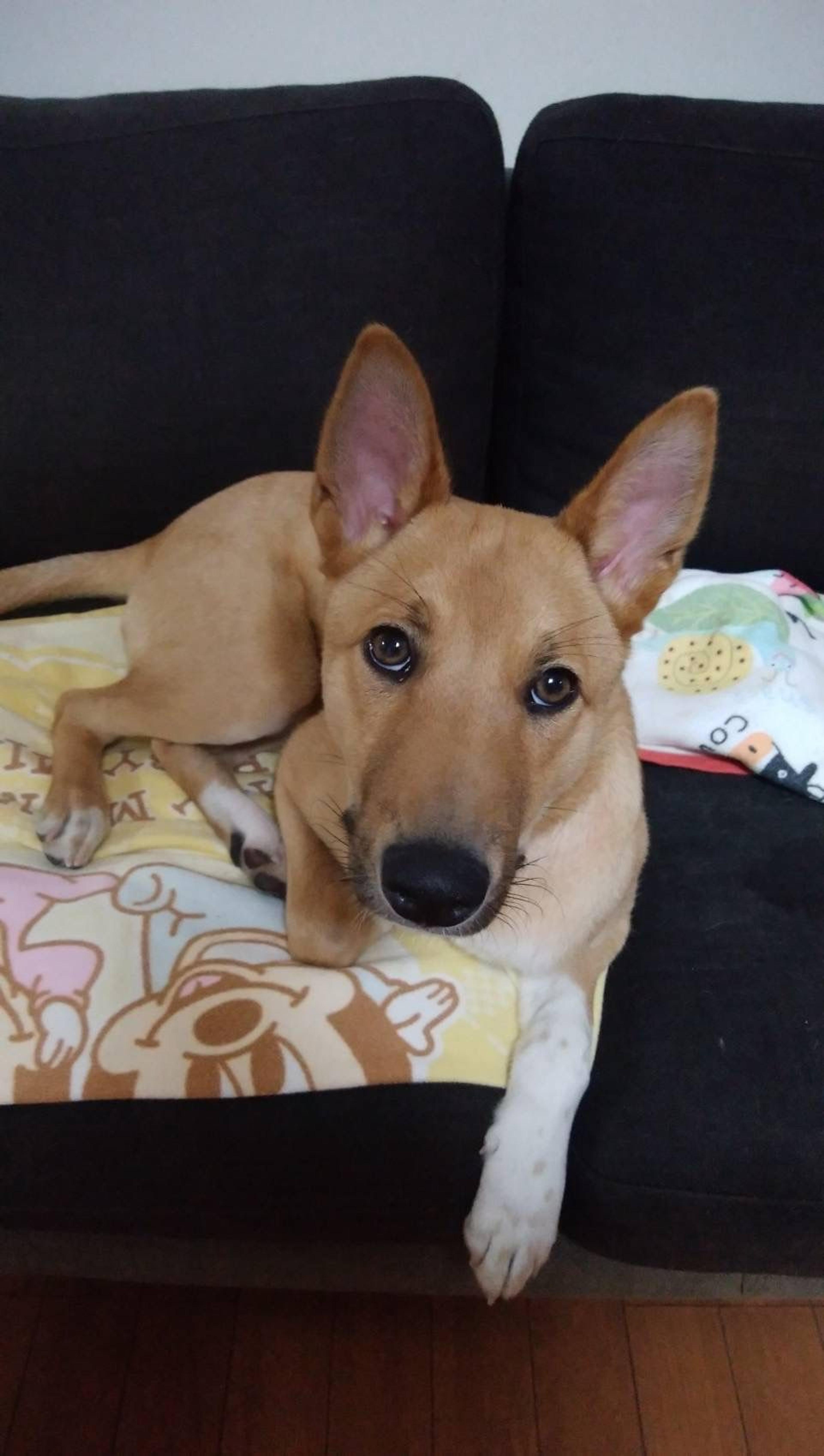 pet-image-3