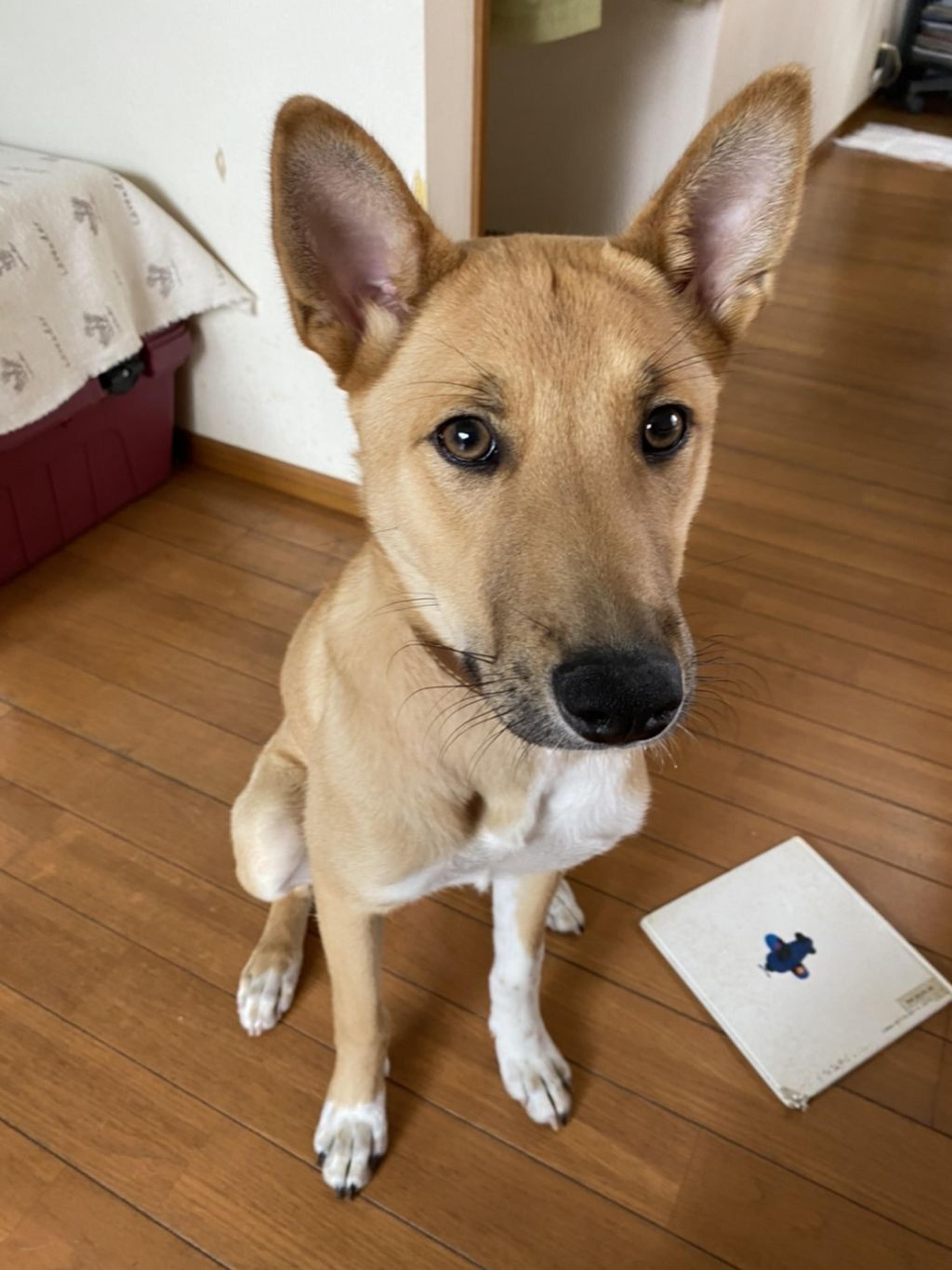 pet-image-4
