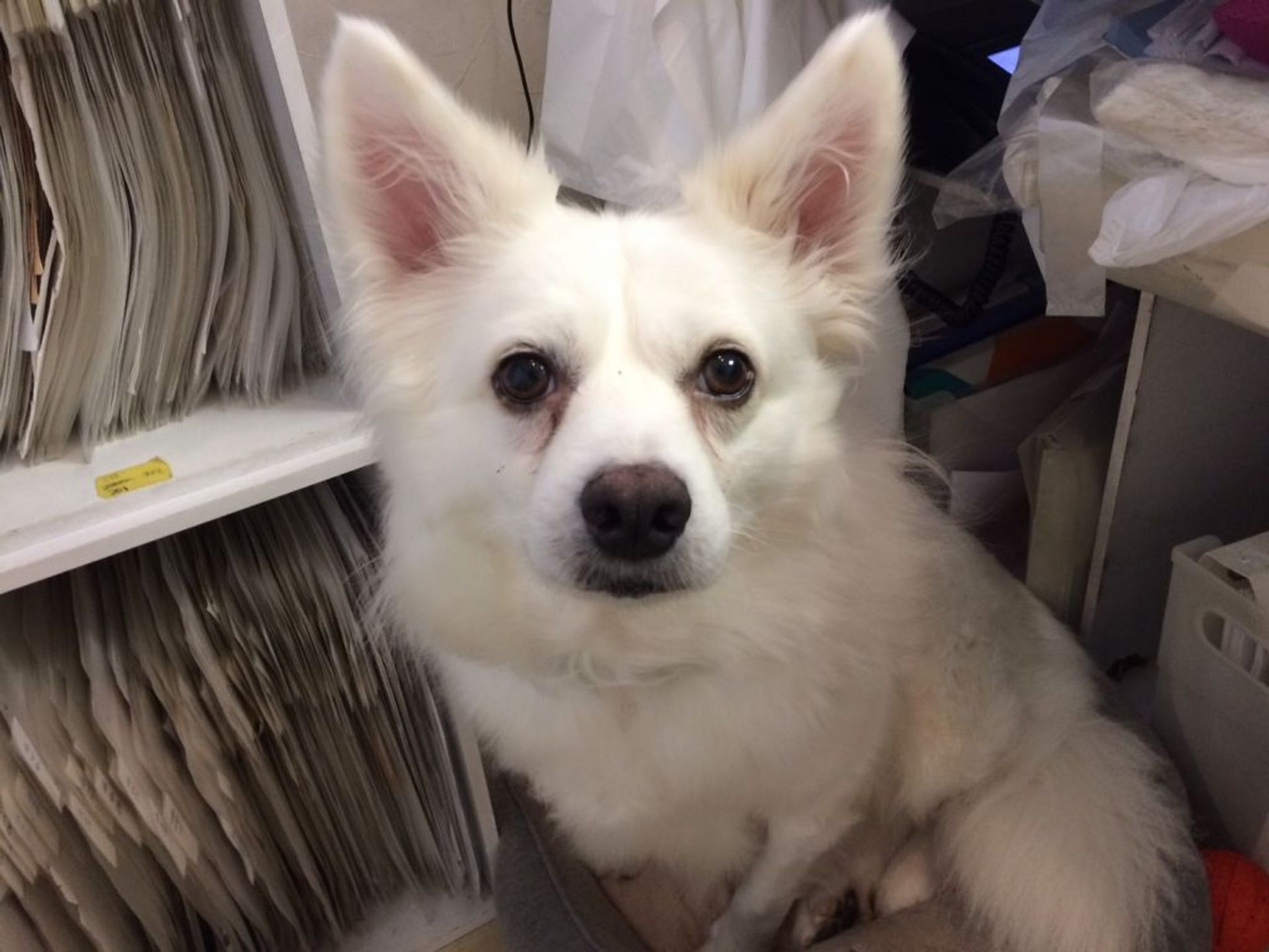雑種（ミックス犬）・オスの里親募集の写真