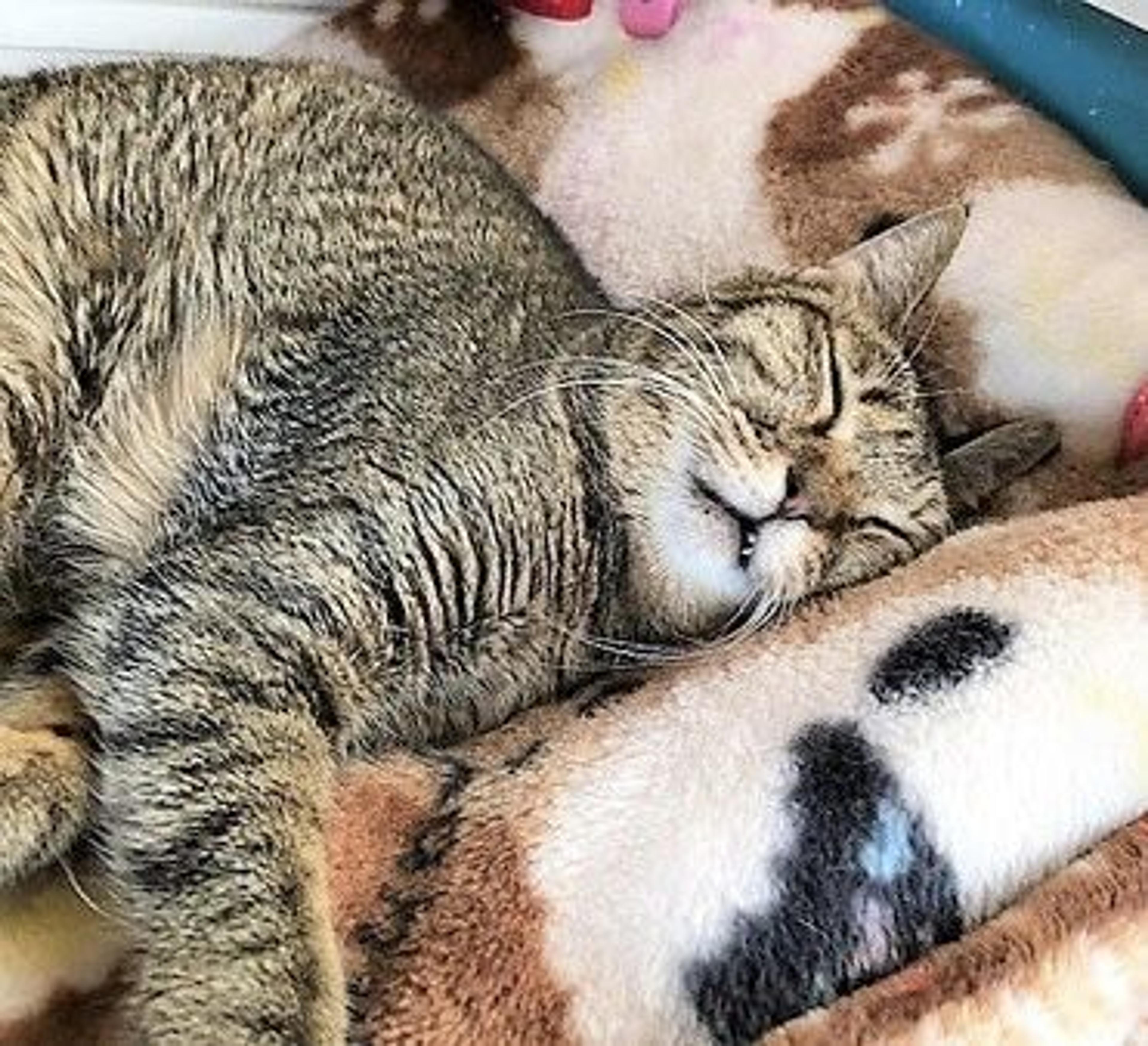 pet-image-3