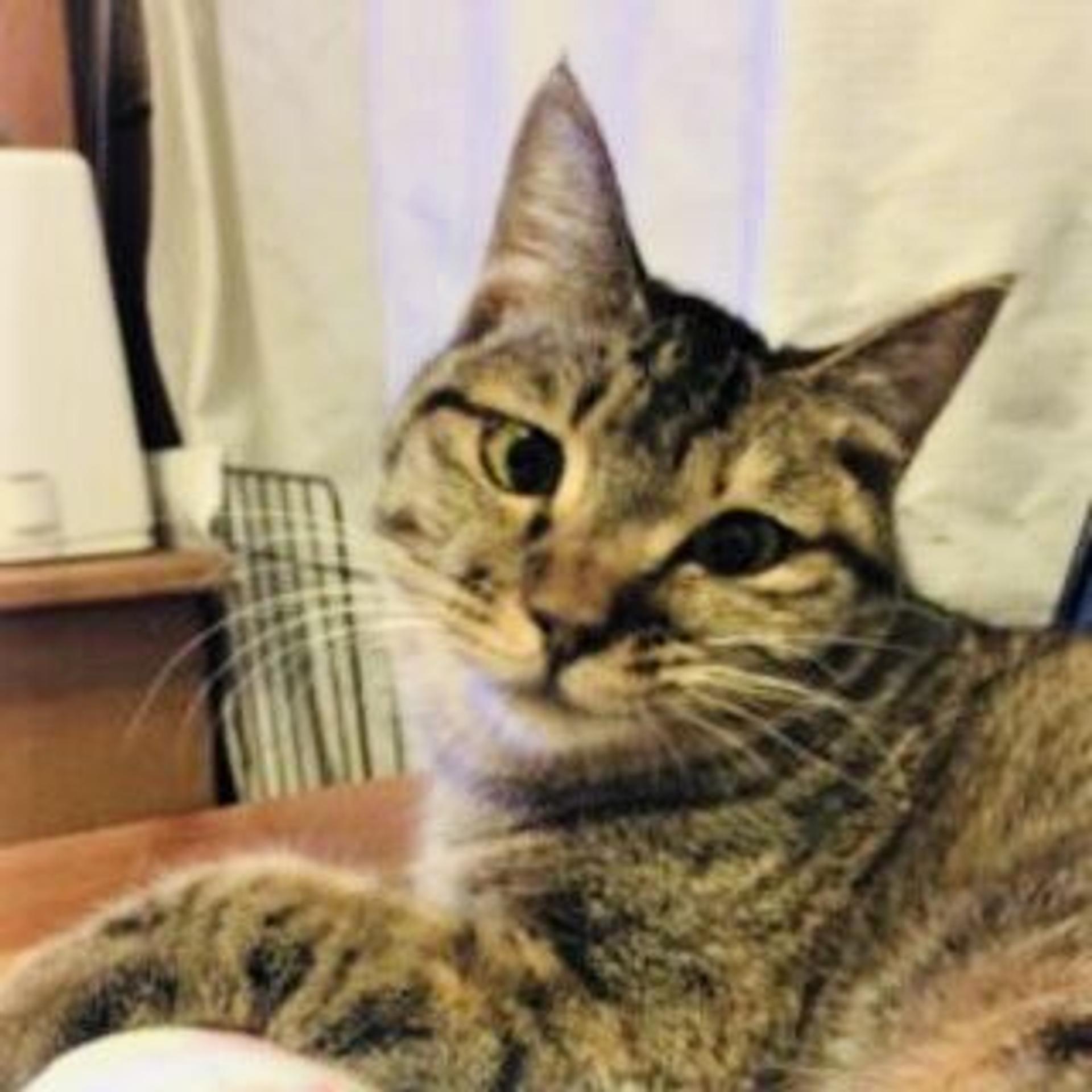 pet-image-4