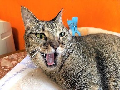 雑種（ミックス猫）・メスの里親募集の写真