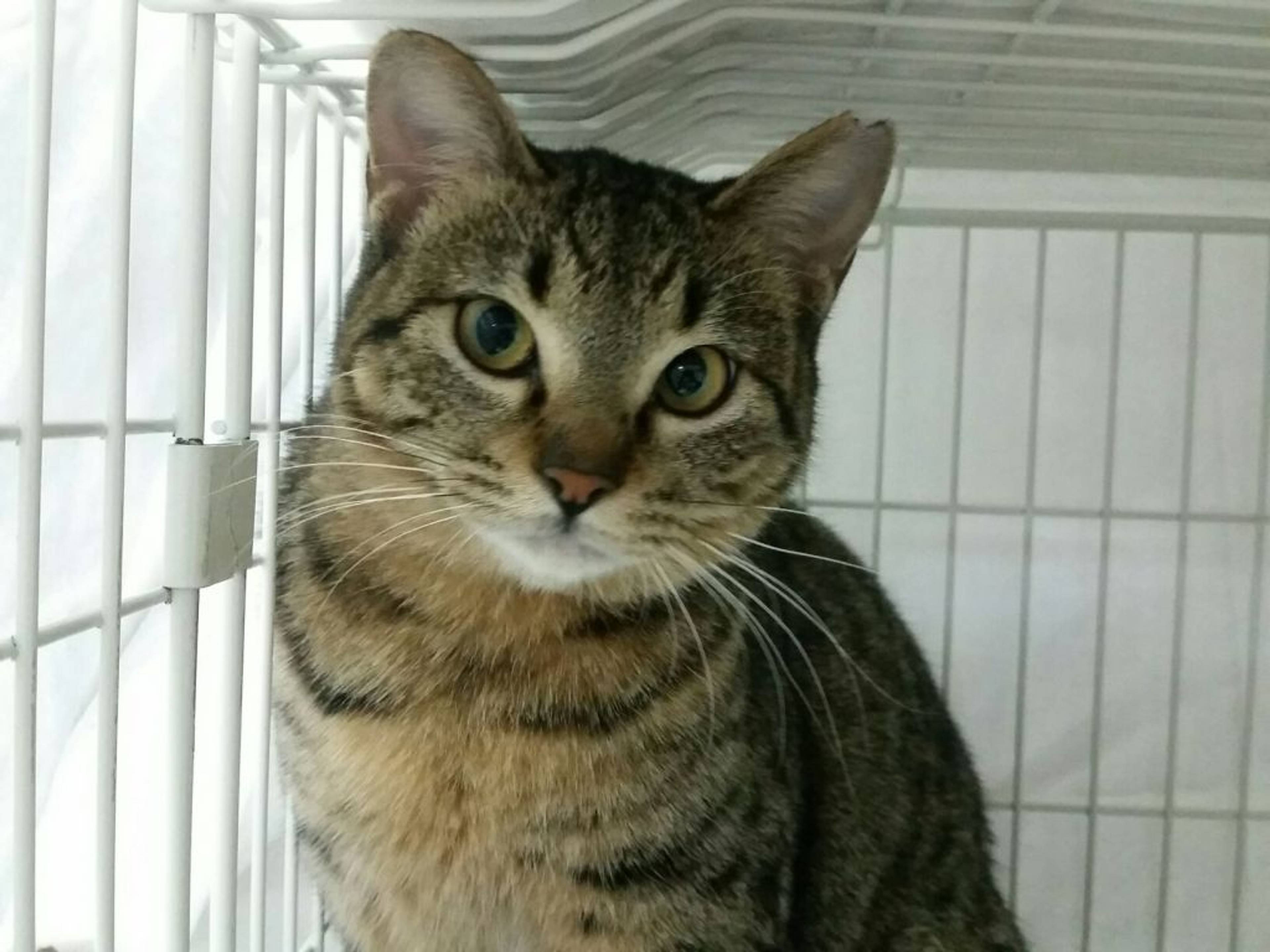 雑種（ミックス猫）・メスの里親募集の写真