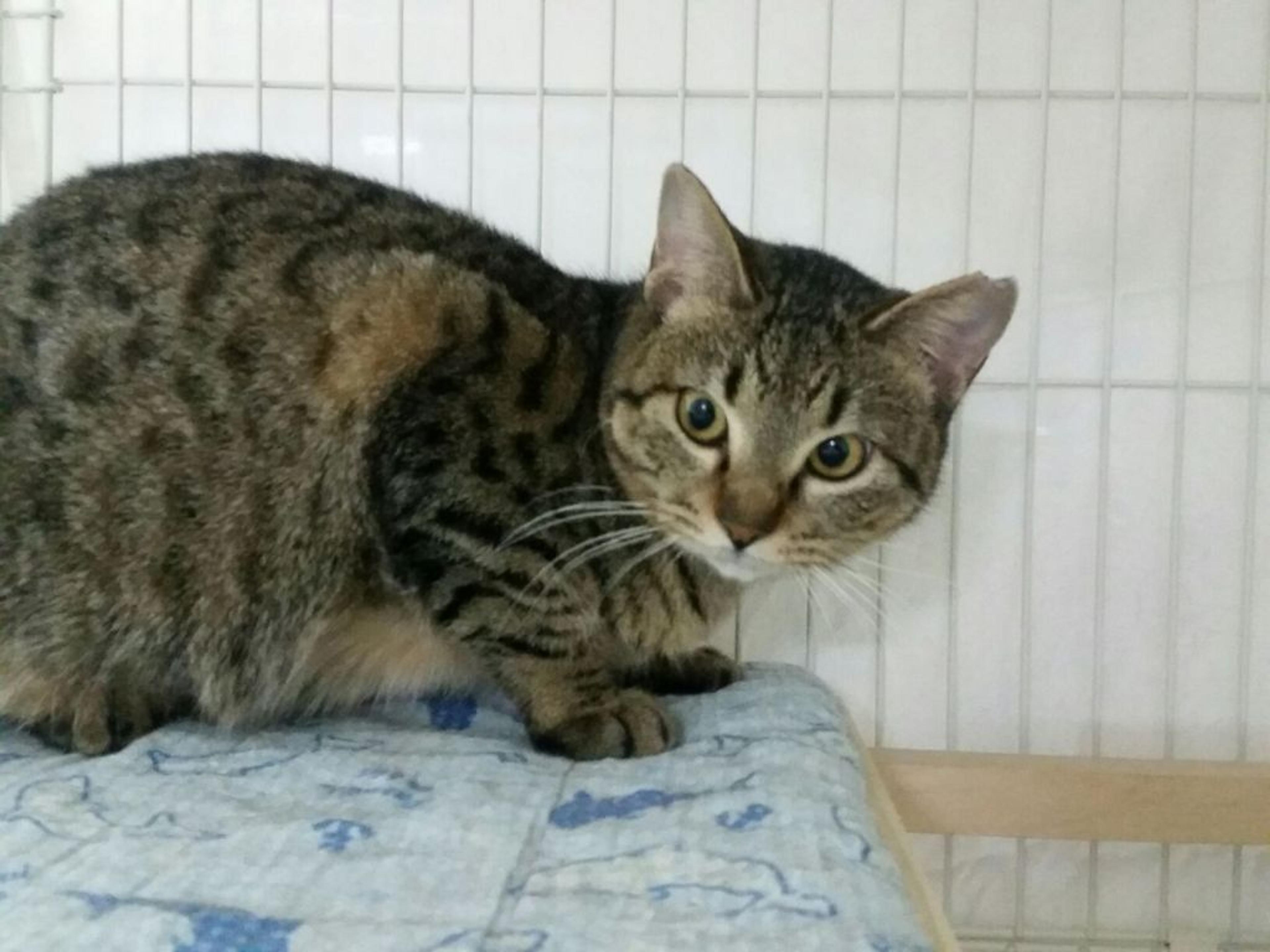 pet-image-2