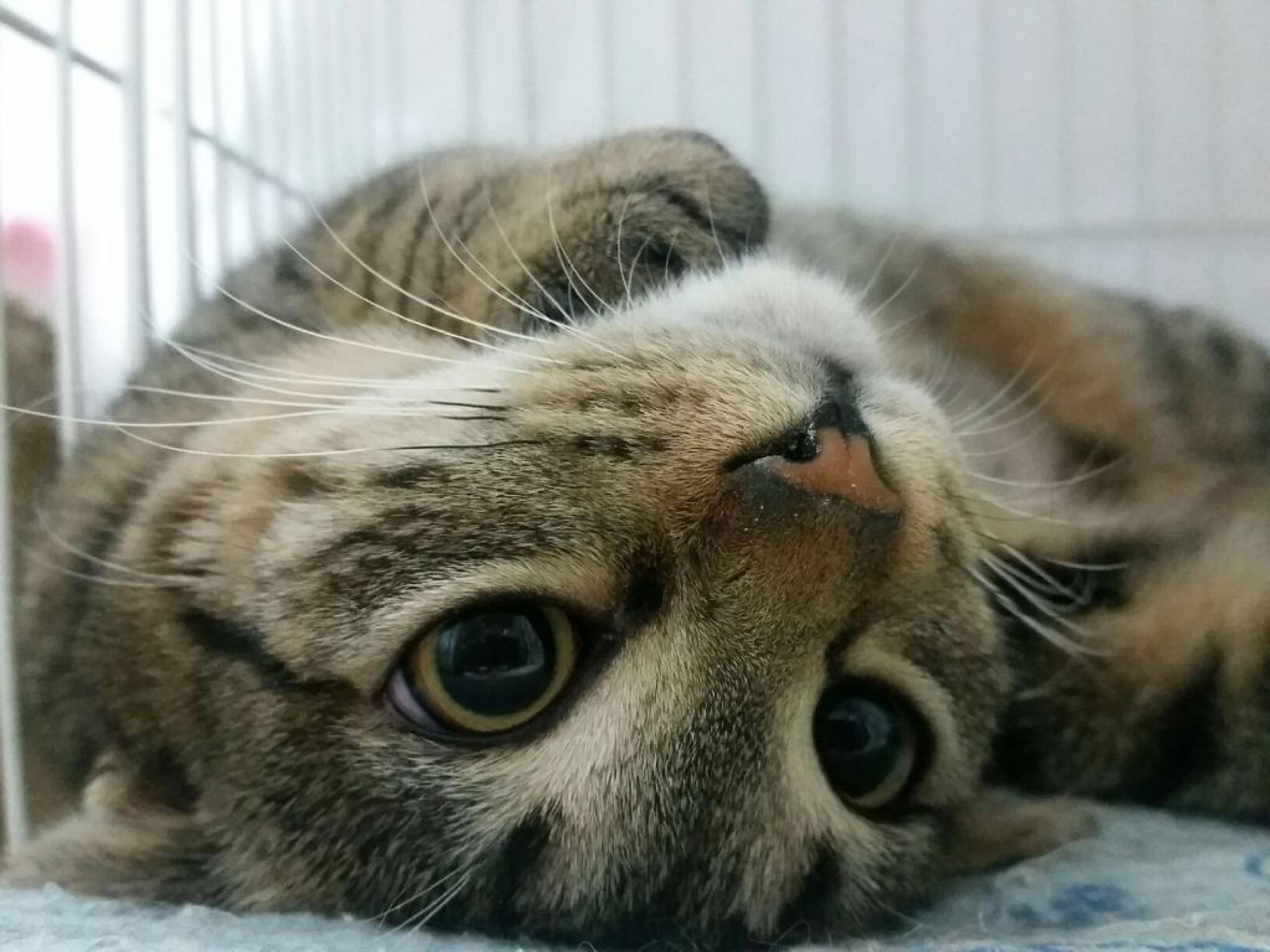 pet-image-3