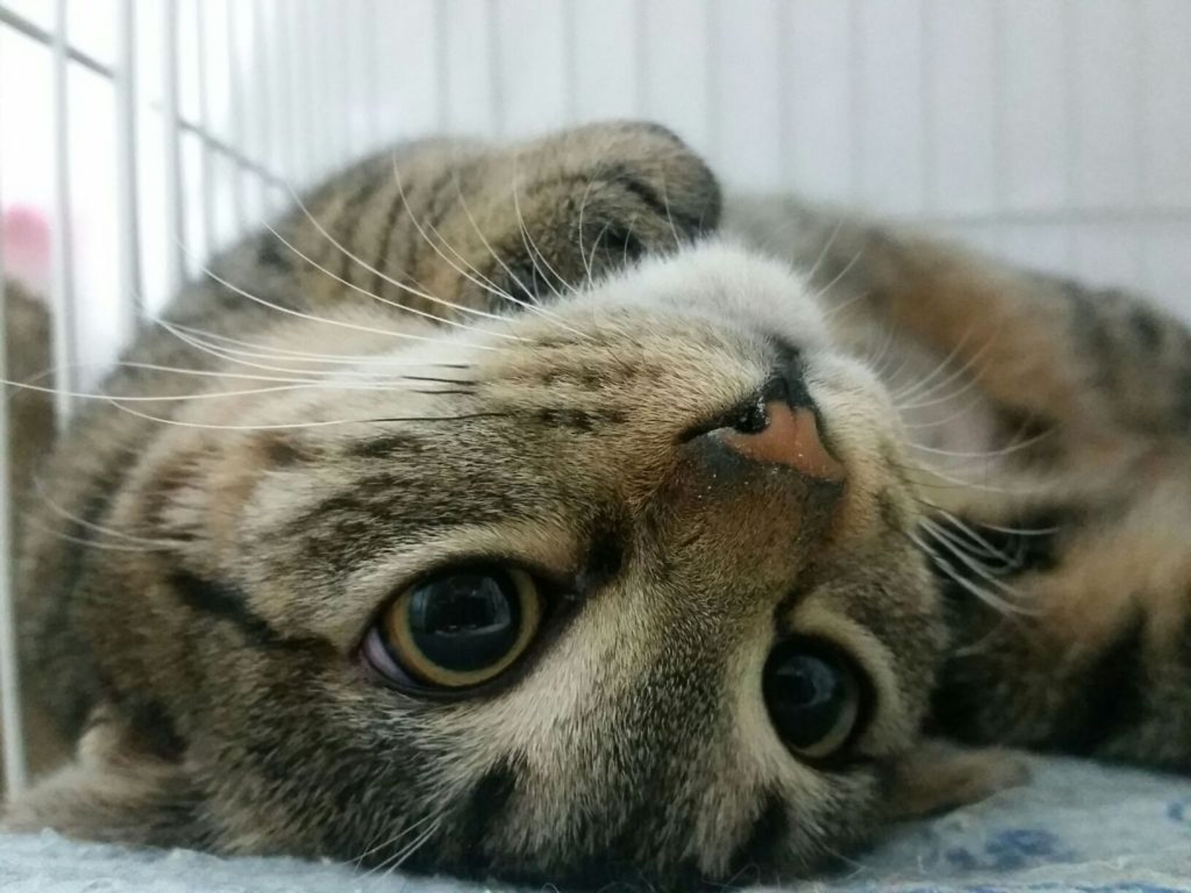 pet-image-3