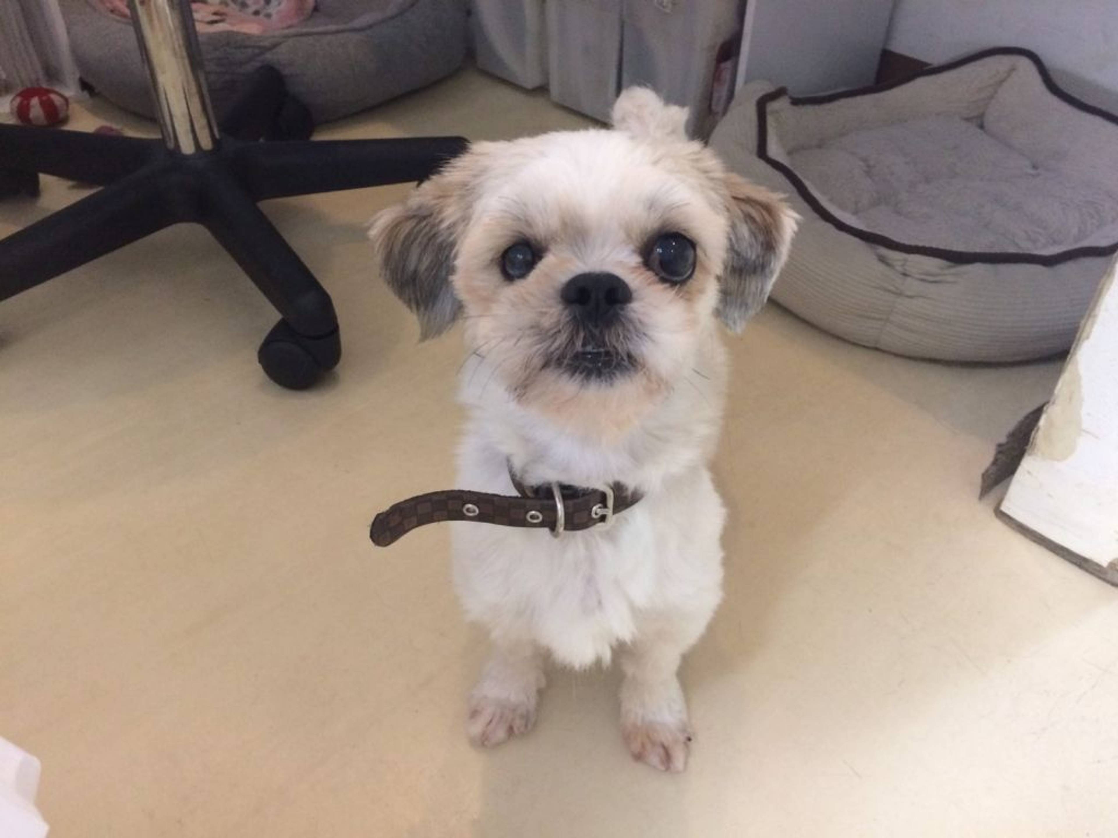 雑種（ミックス犬）・オスの里親募集の写真