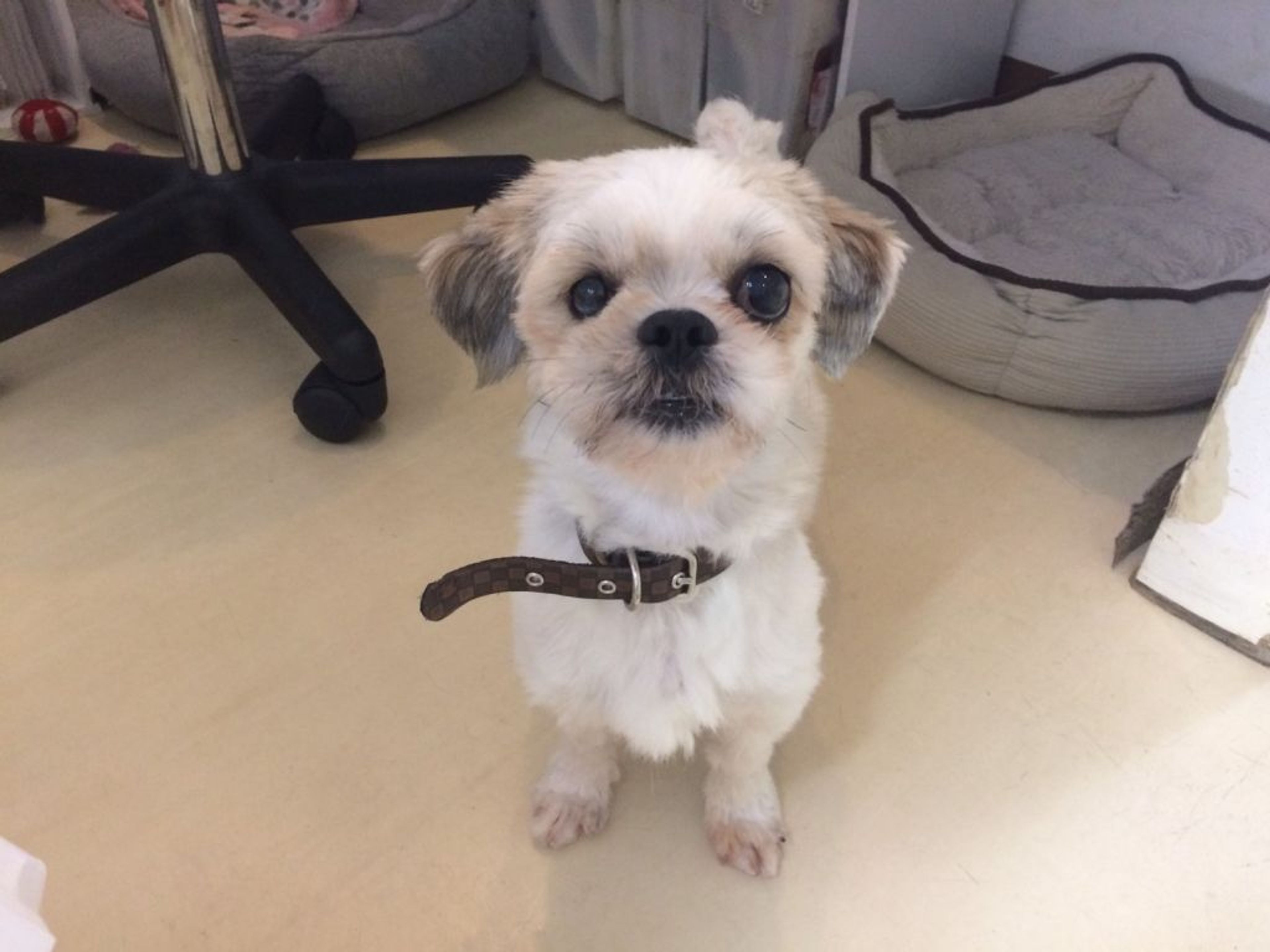 雑種（ミックス犬）・オスの里親募集の写真