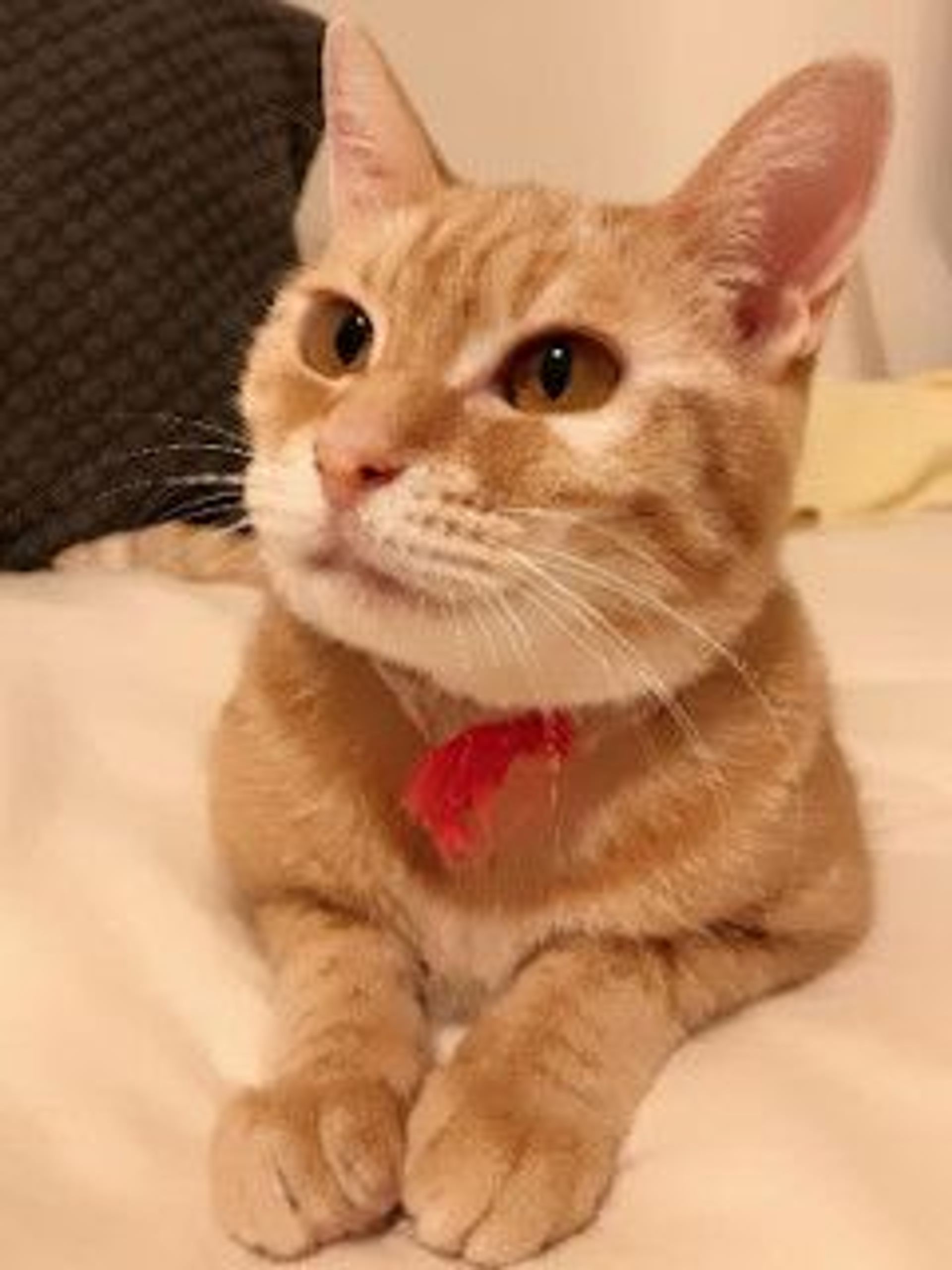 雑種（ミックス猫）・メスの里親募集の写真