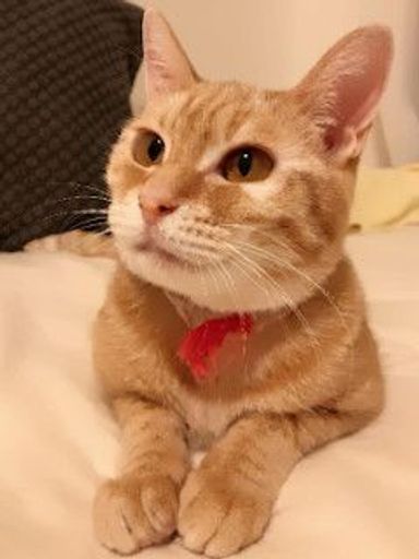 ミモザ