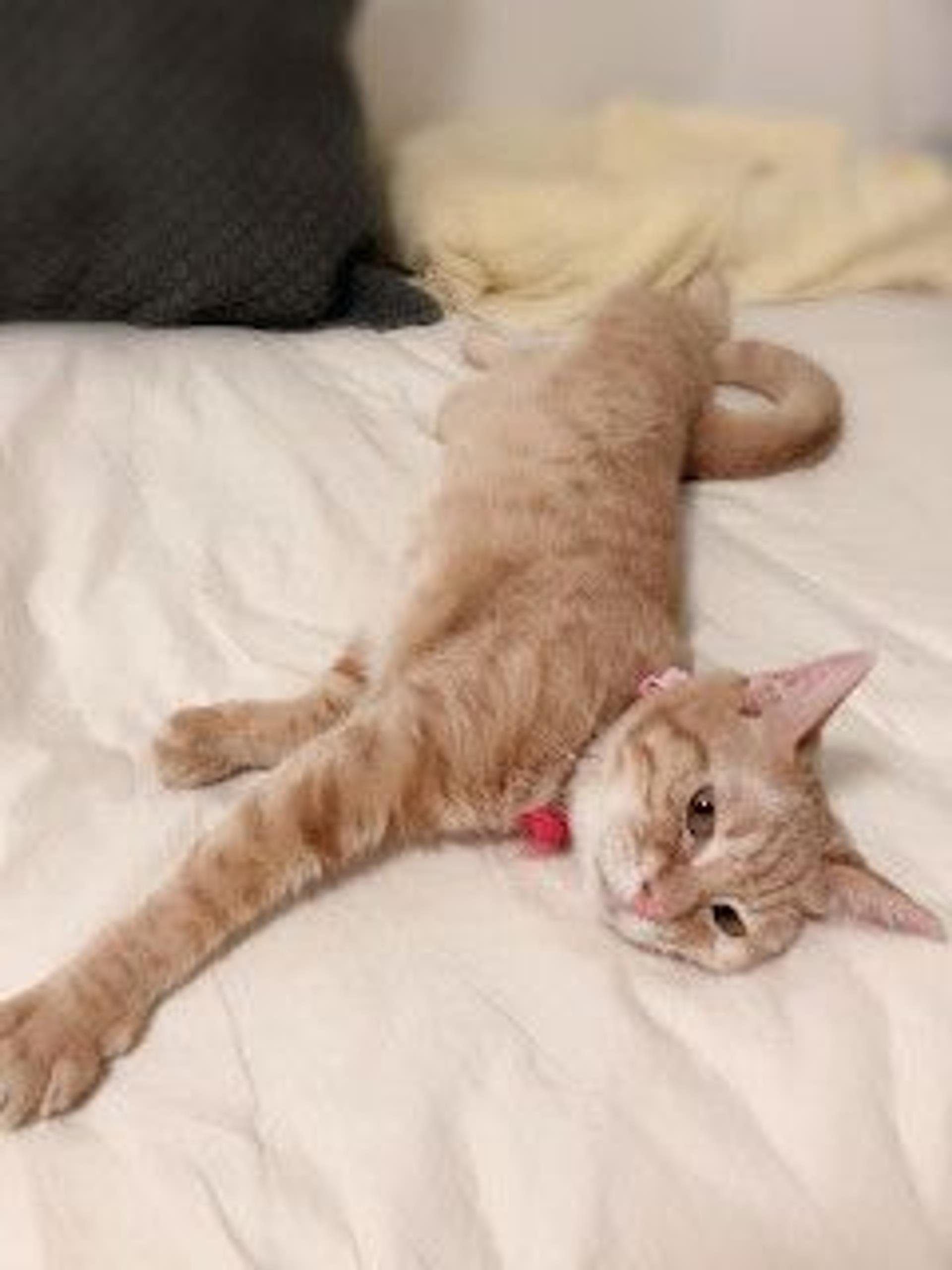 pet-image-3