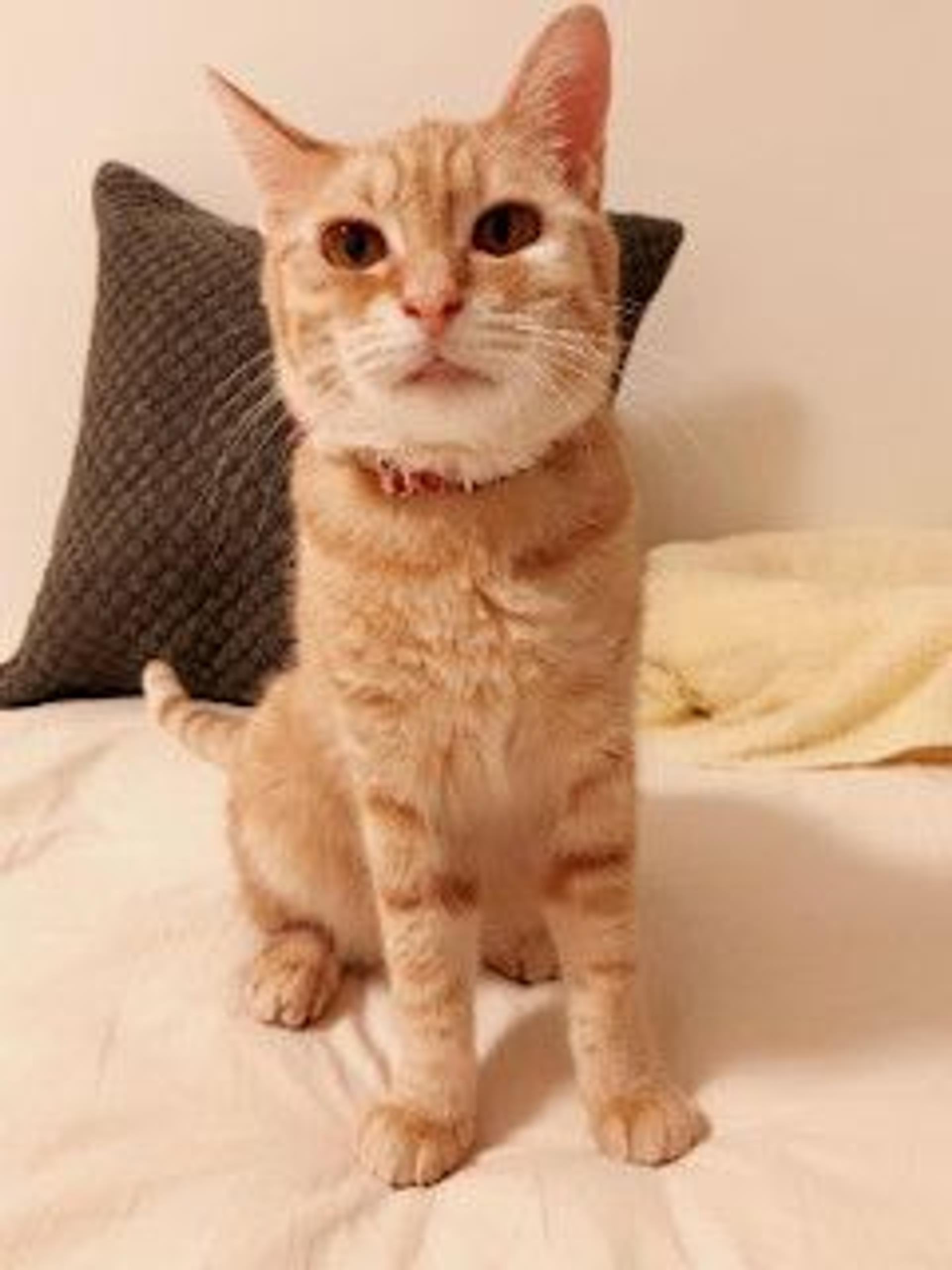 pet-image-4