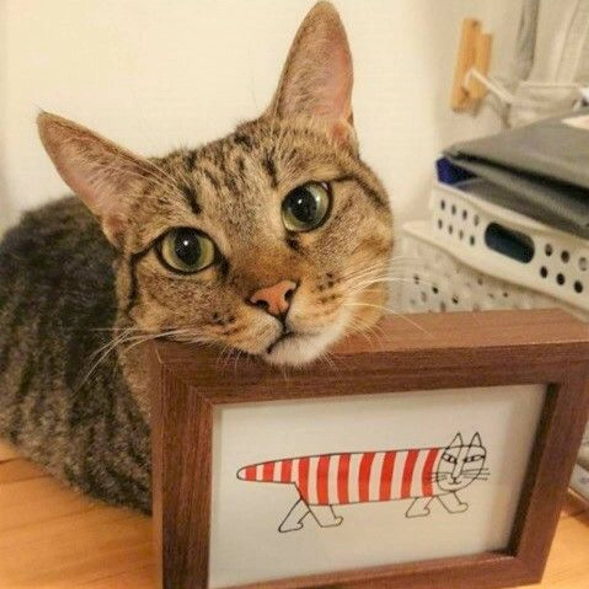 雑種（ミックス猫）・メスの里親募集の写真
