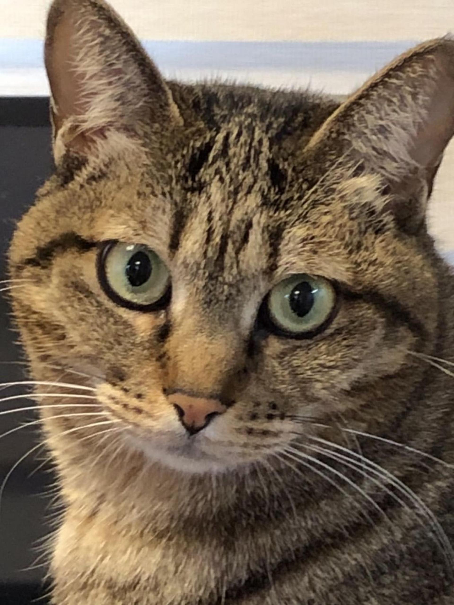 pet-image-3