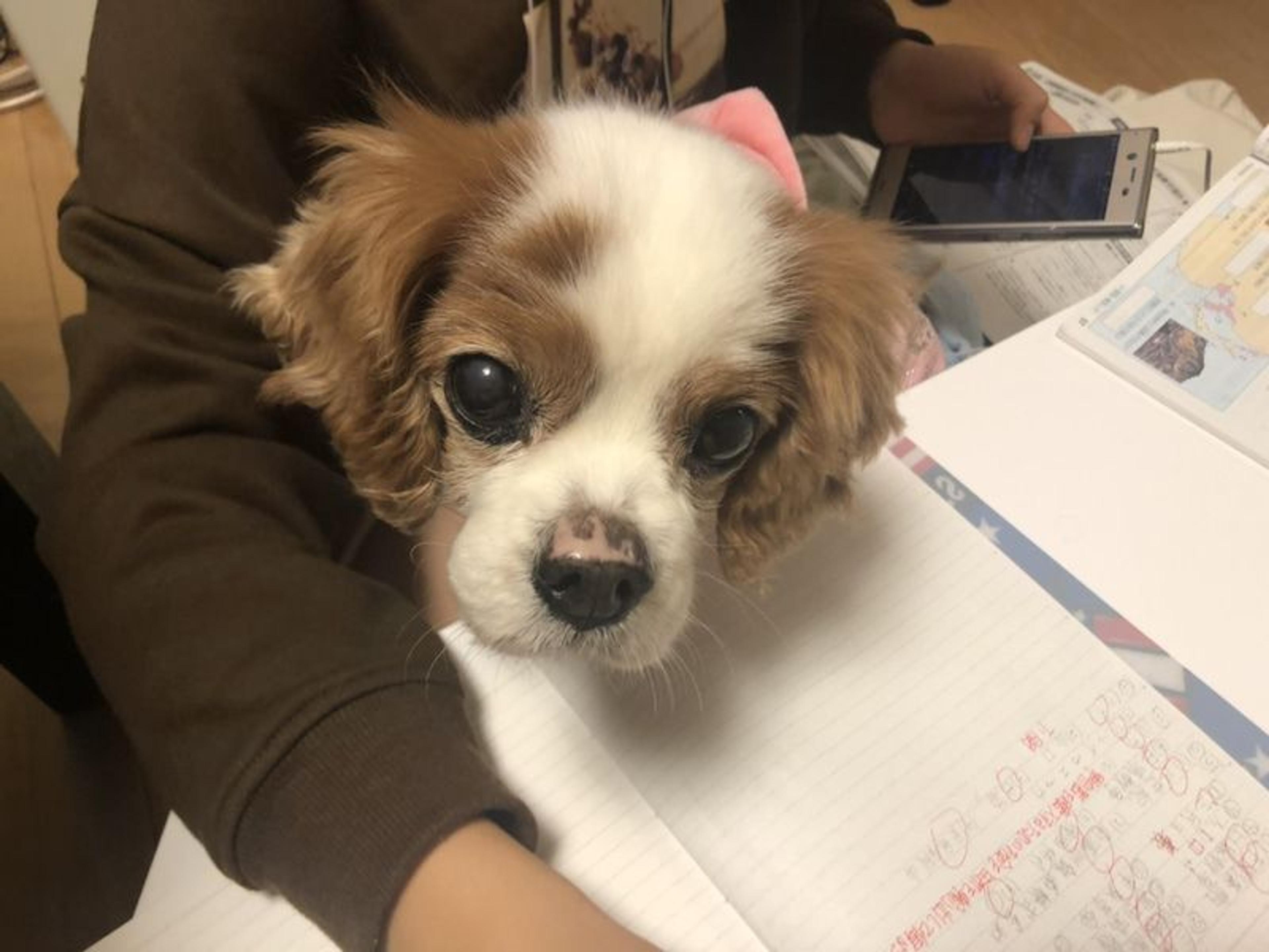 pet-image-2