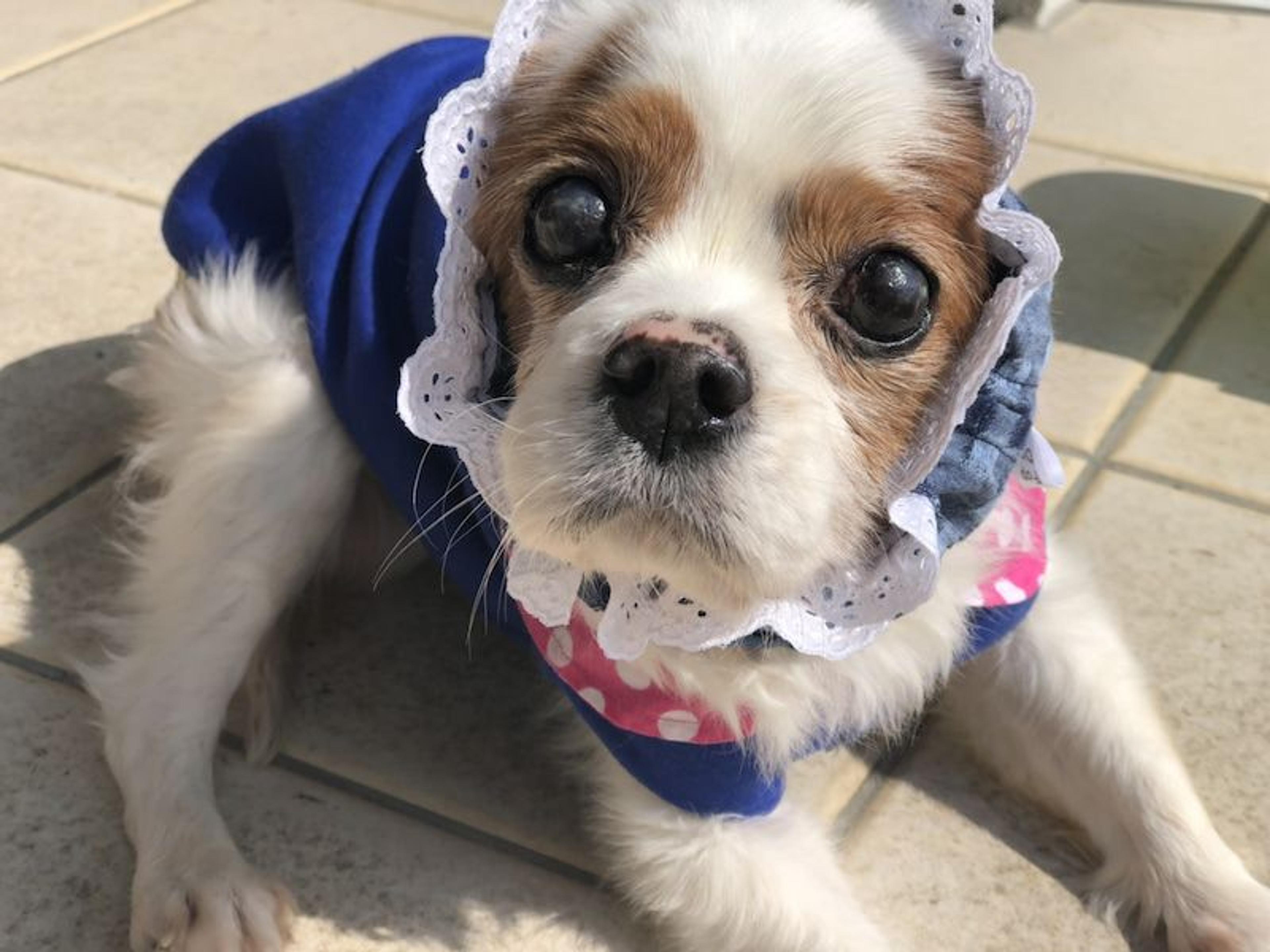 pet-image-4