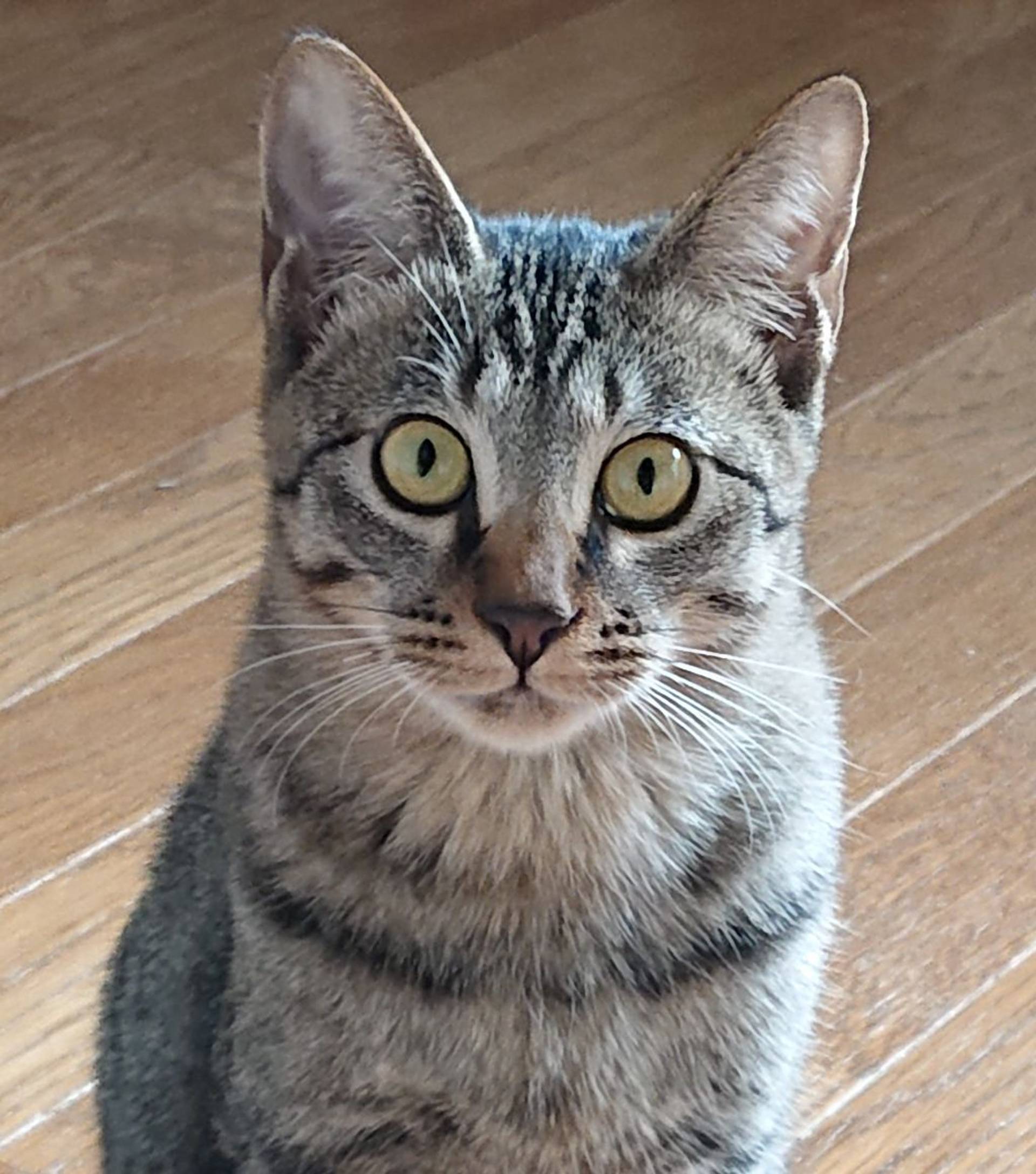 雑種（ミックス猫）・オスの里親募集の写真