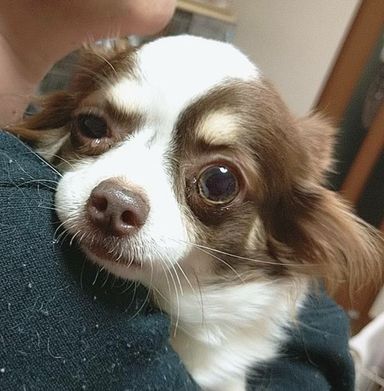 クレアちゃんの写真