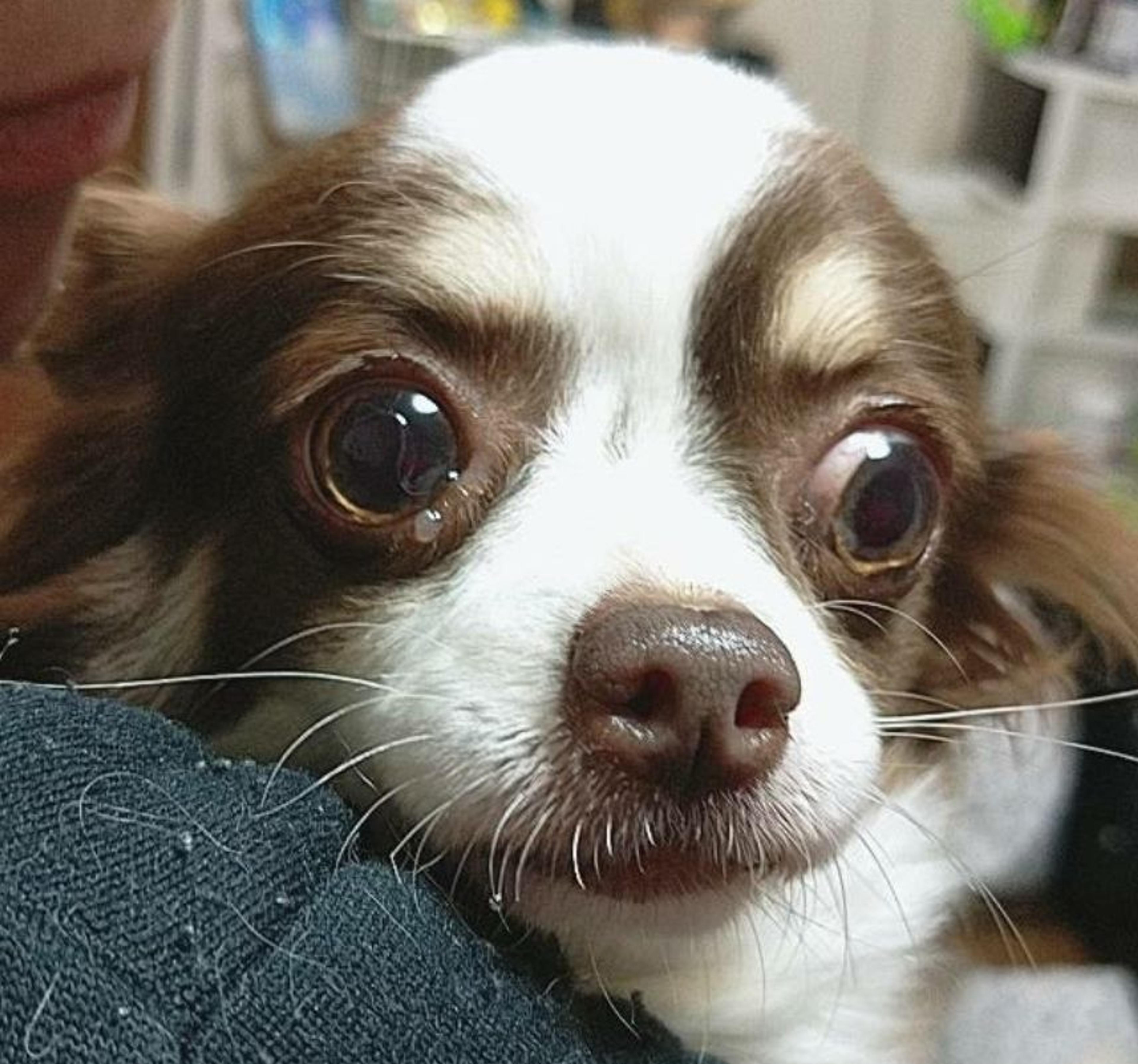 pet-image-2
