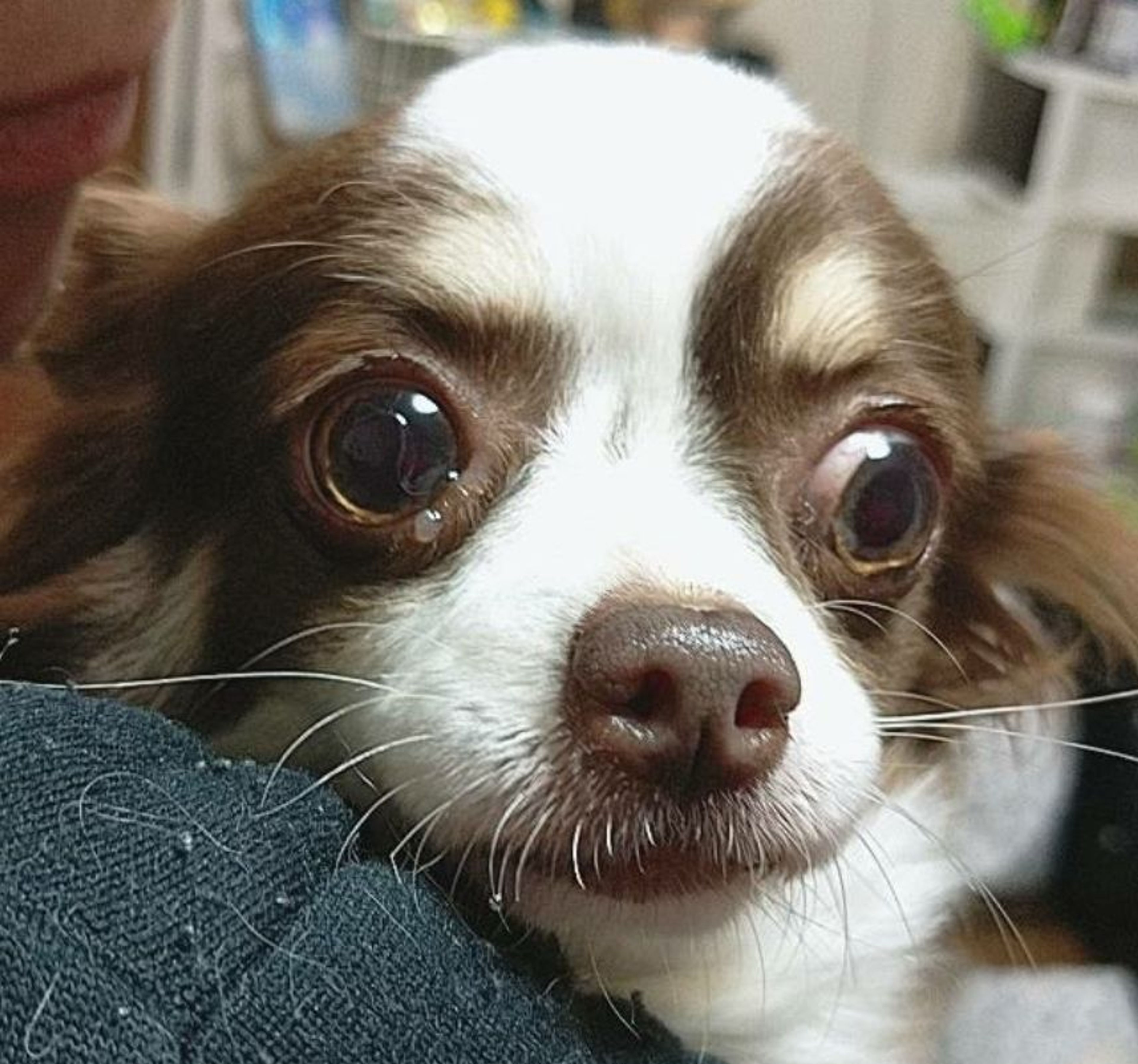 pet-image-2