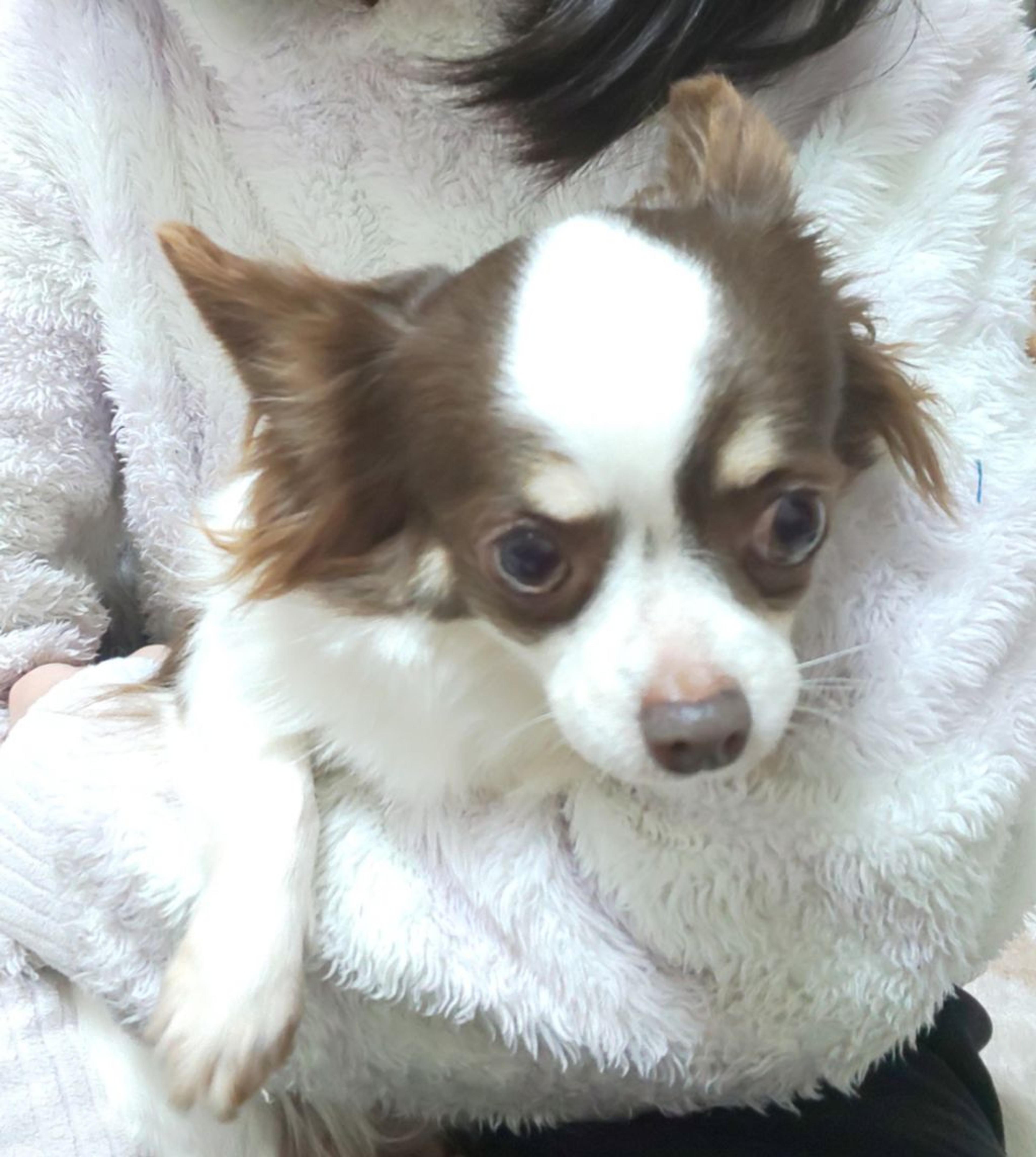 pet-image-3