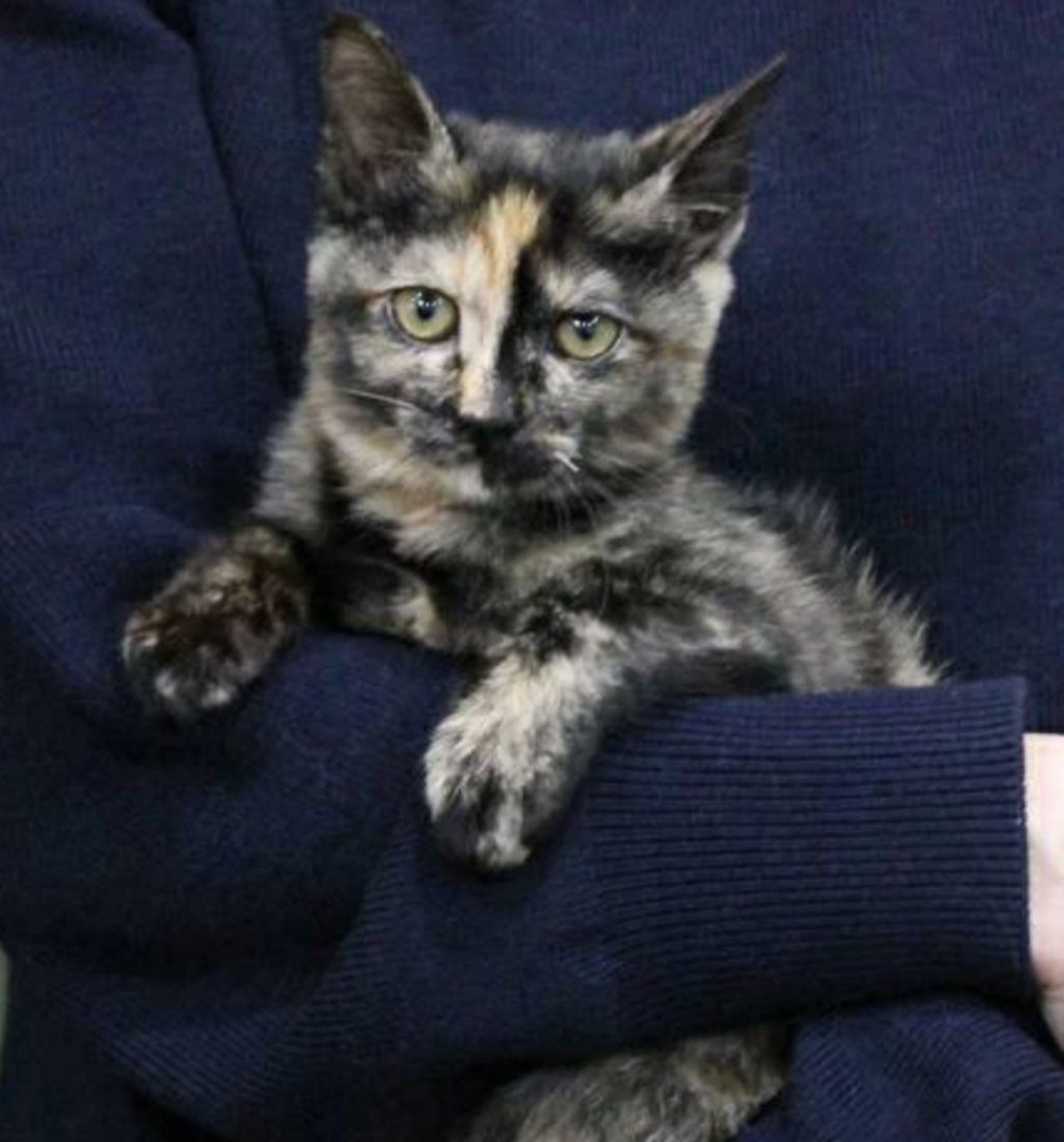 雑種（ミックス猫）・メスの里親募集の写真