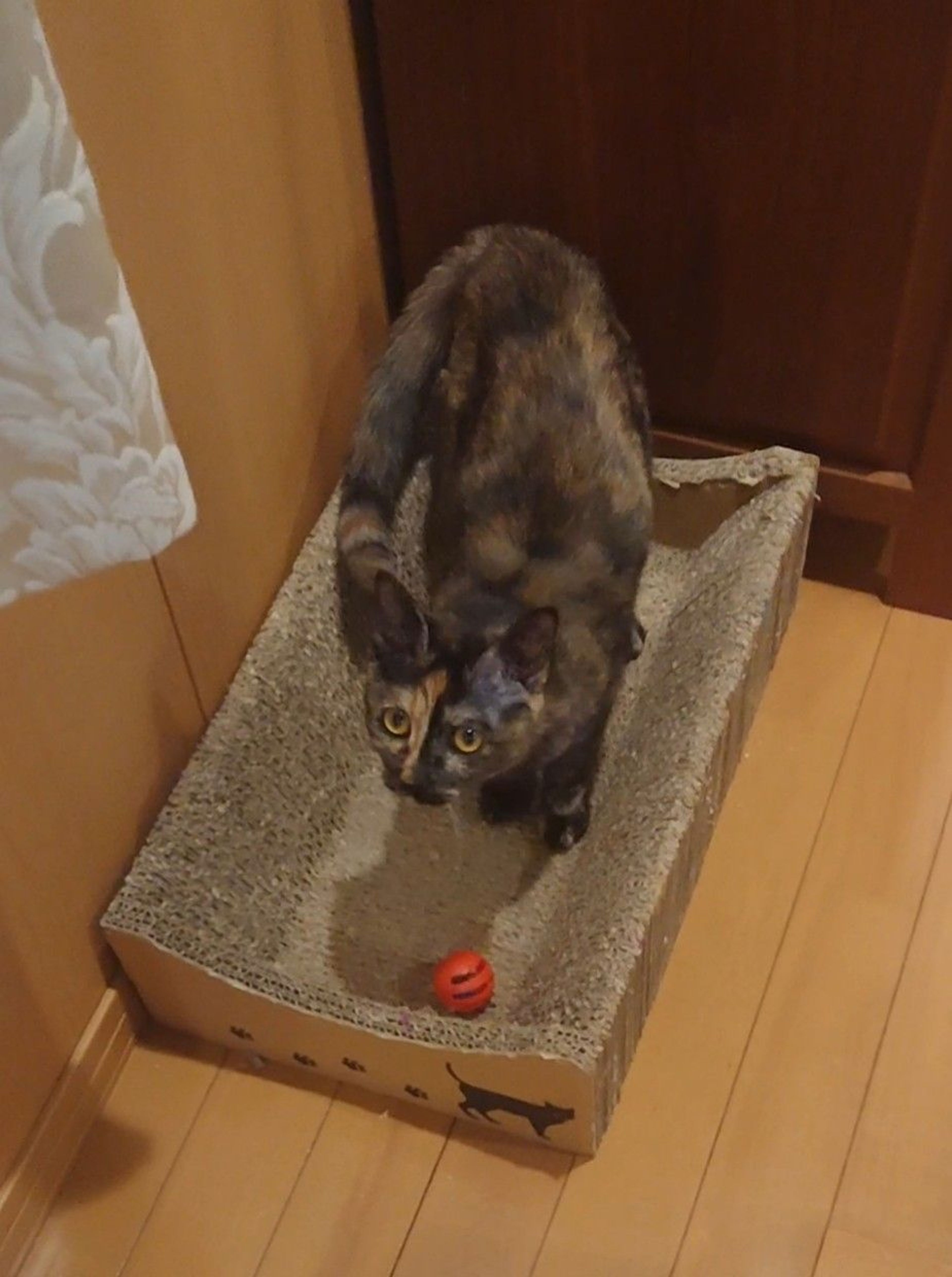 pet-image-2