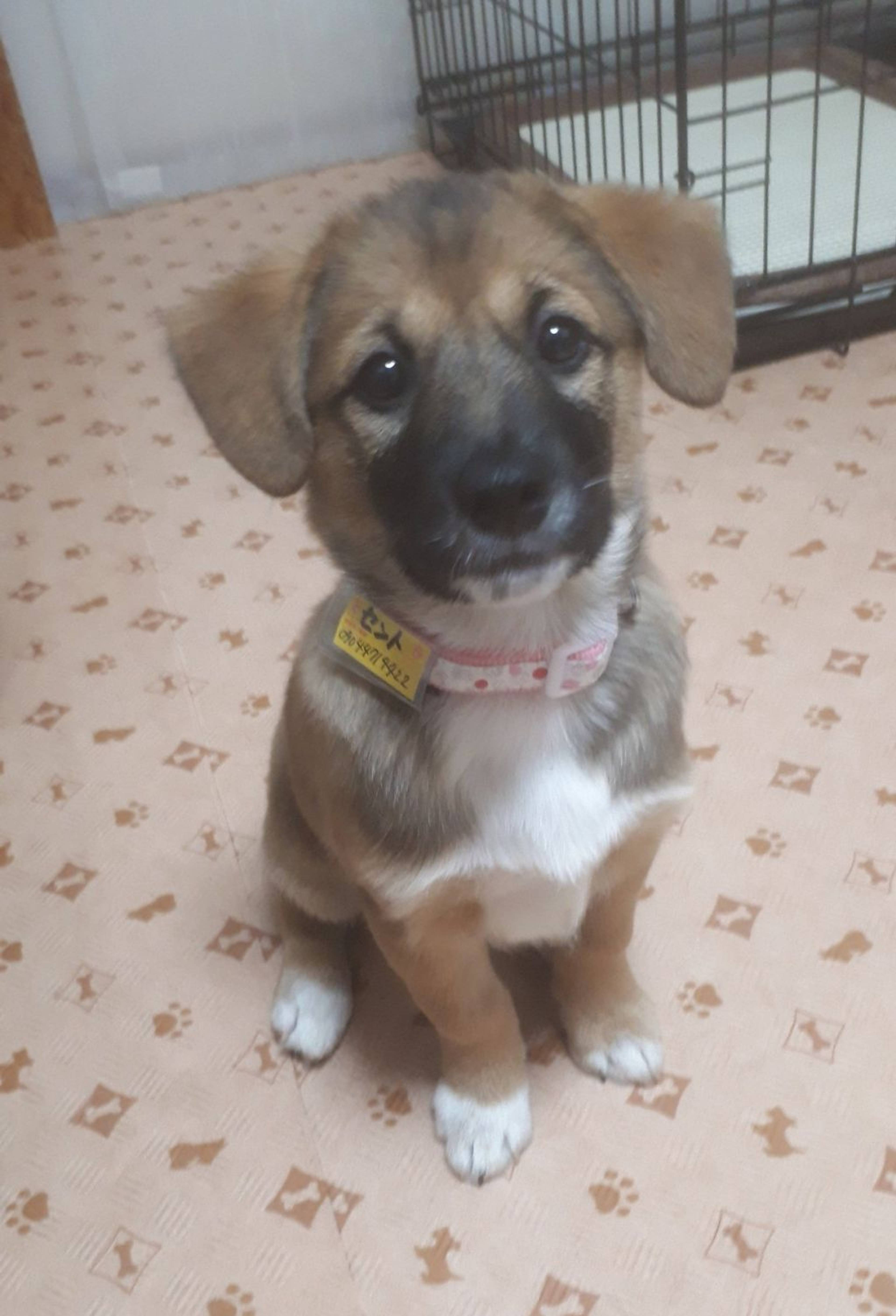 雑種（ミックス犬）・メスの里親募集の写真