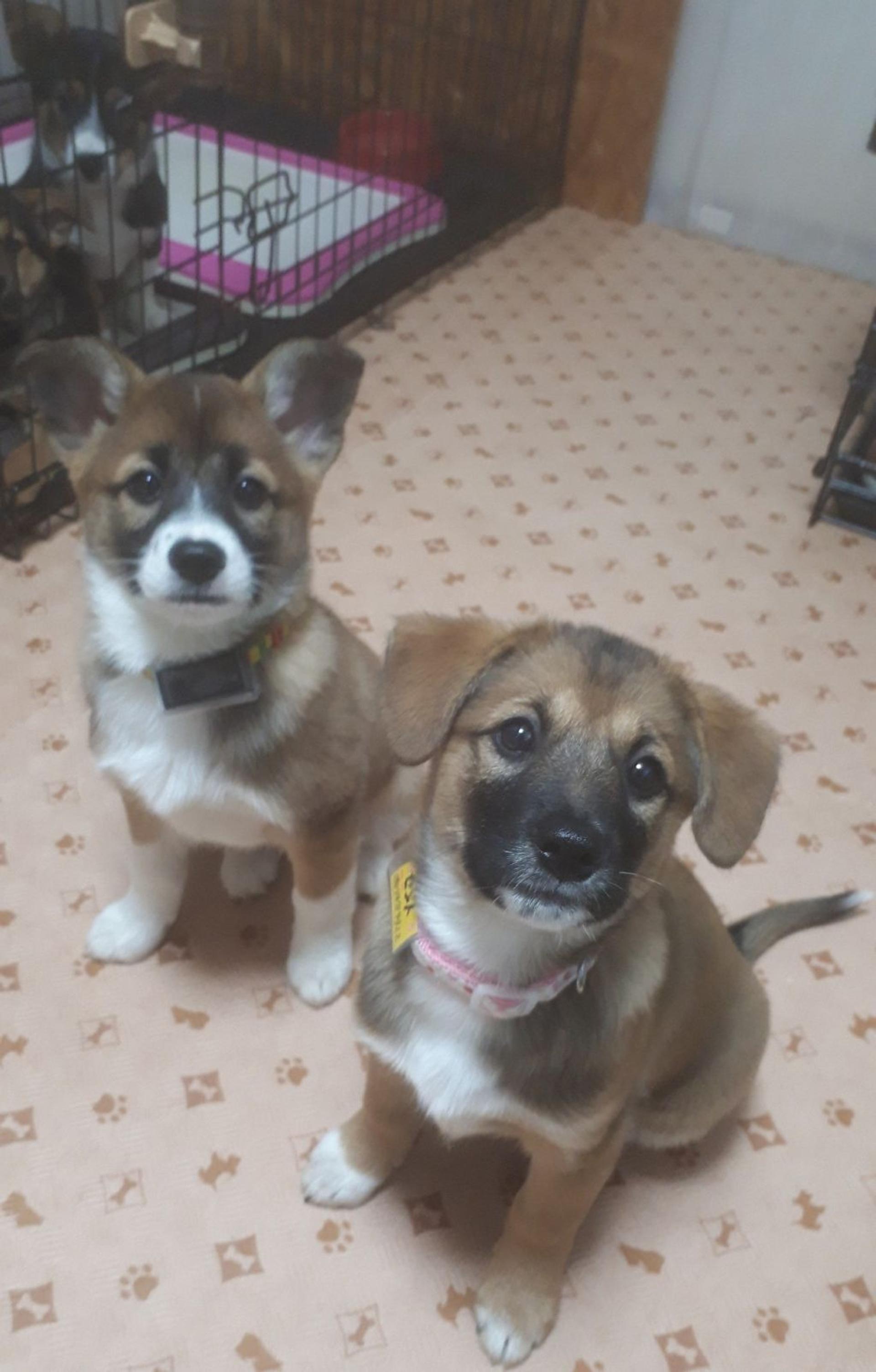 pet-image-2