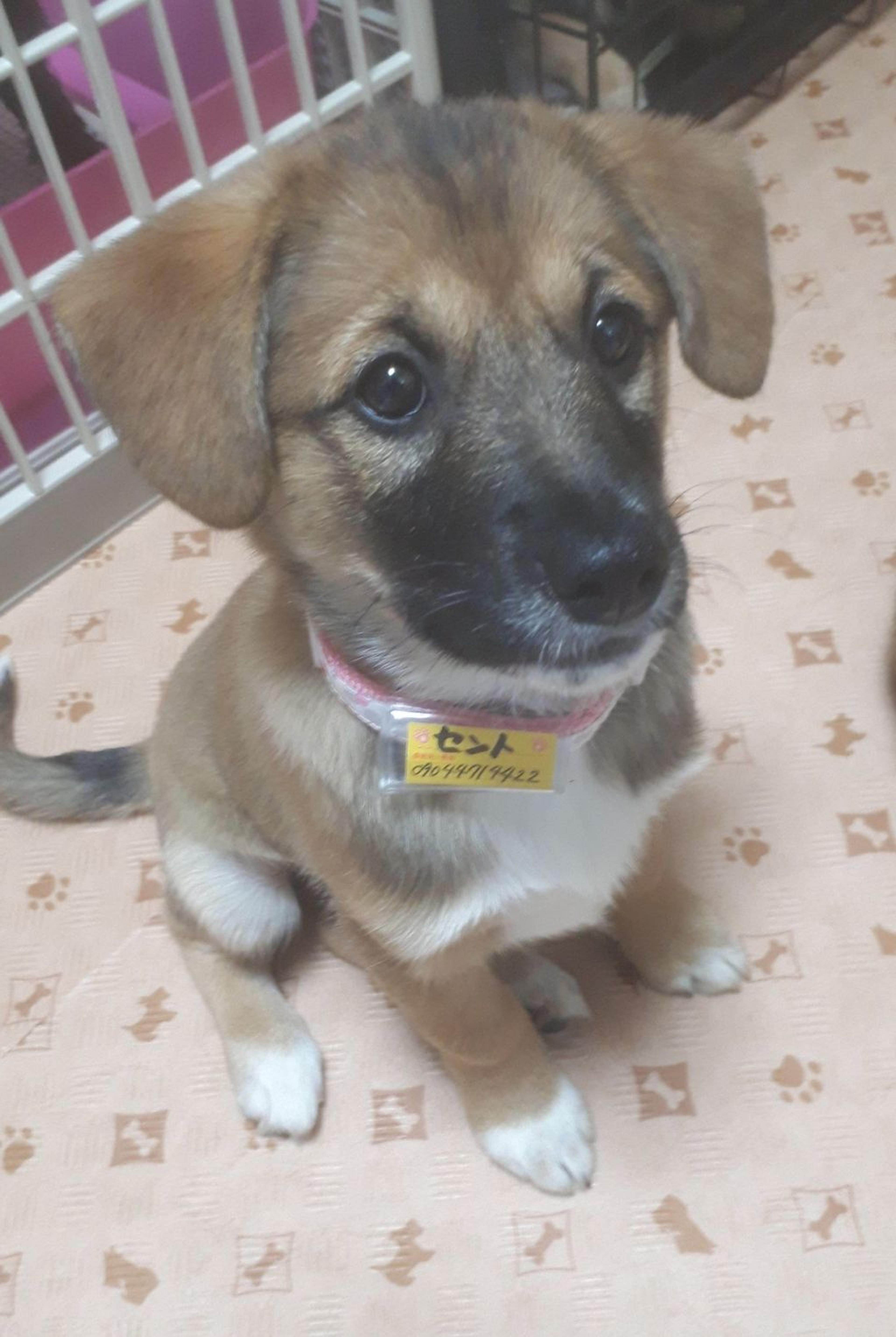 pet-image-3