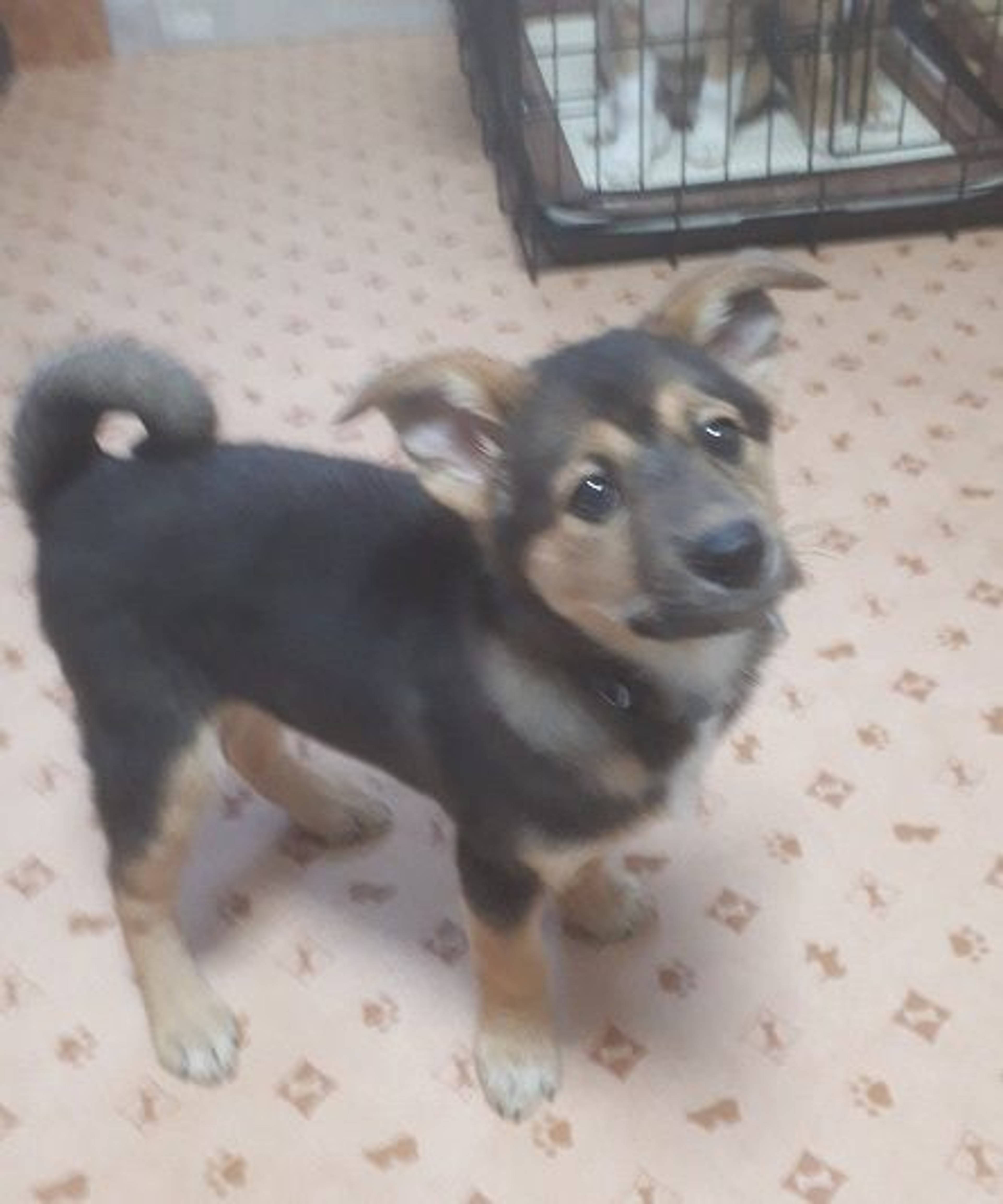 雑種（ミックス犬）・オスの里親募集の写真