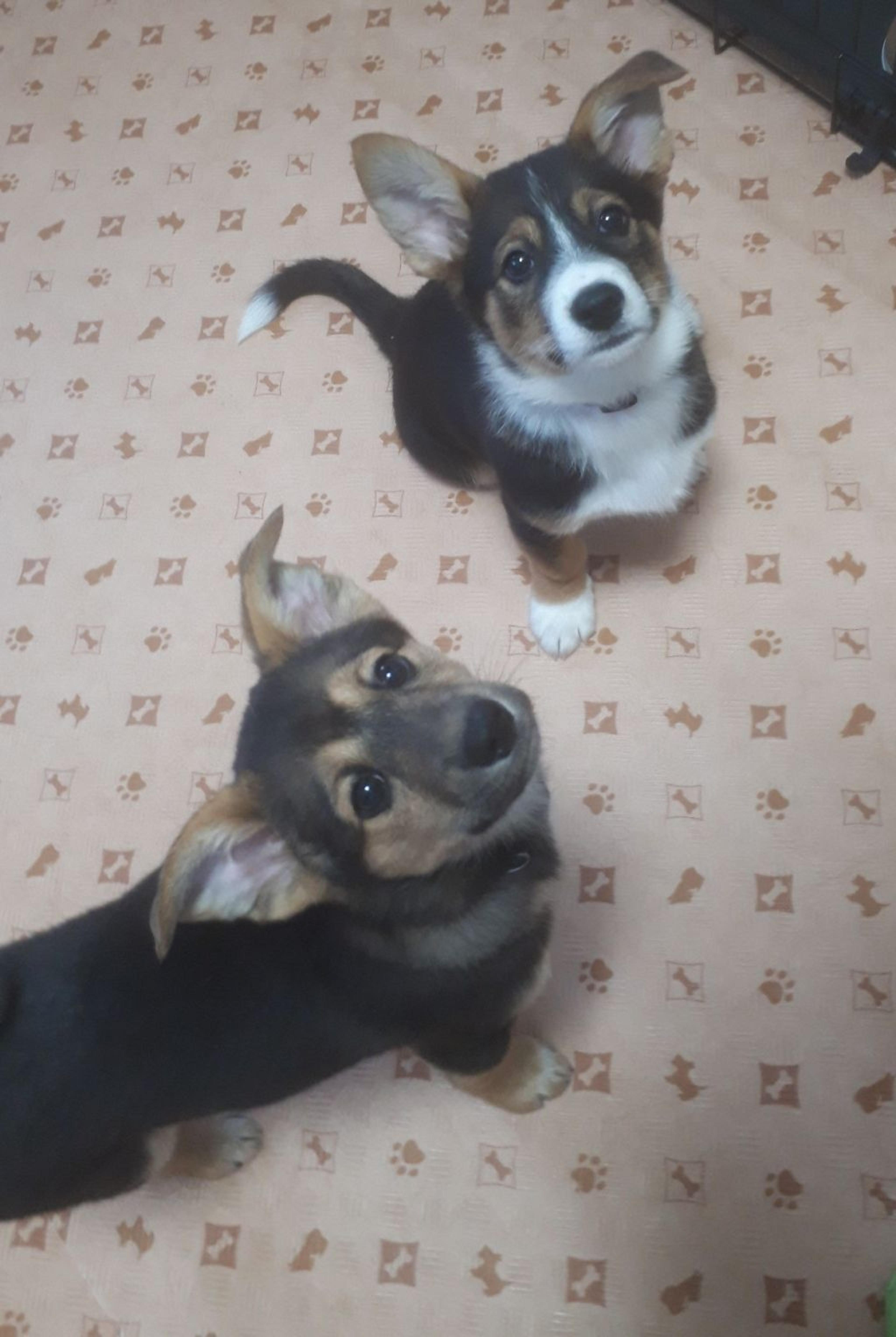pet-image-2