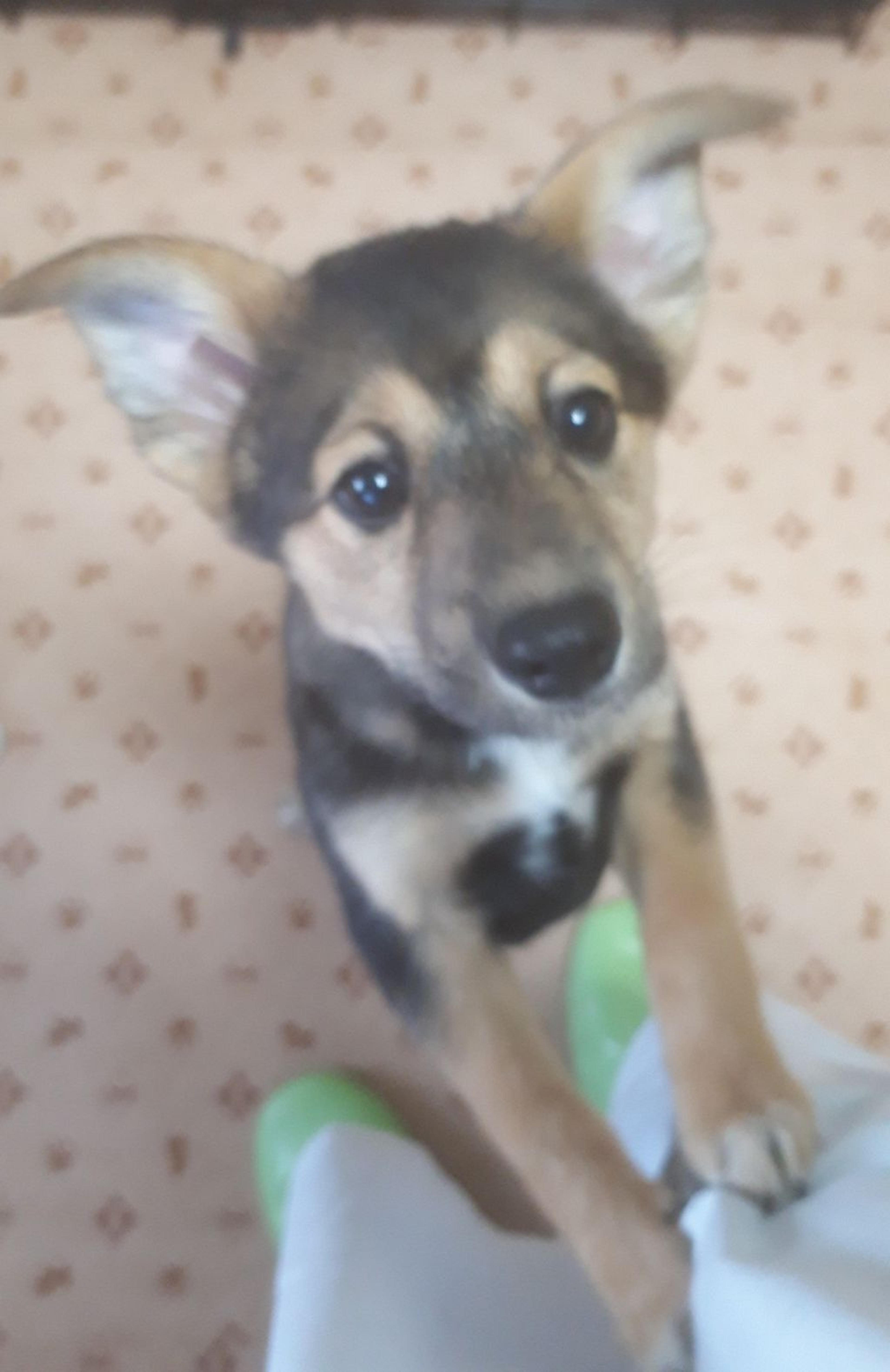 pet-image-3