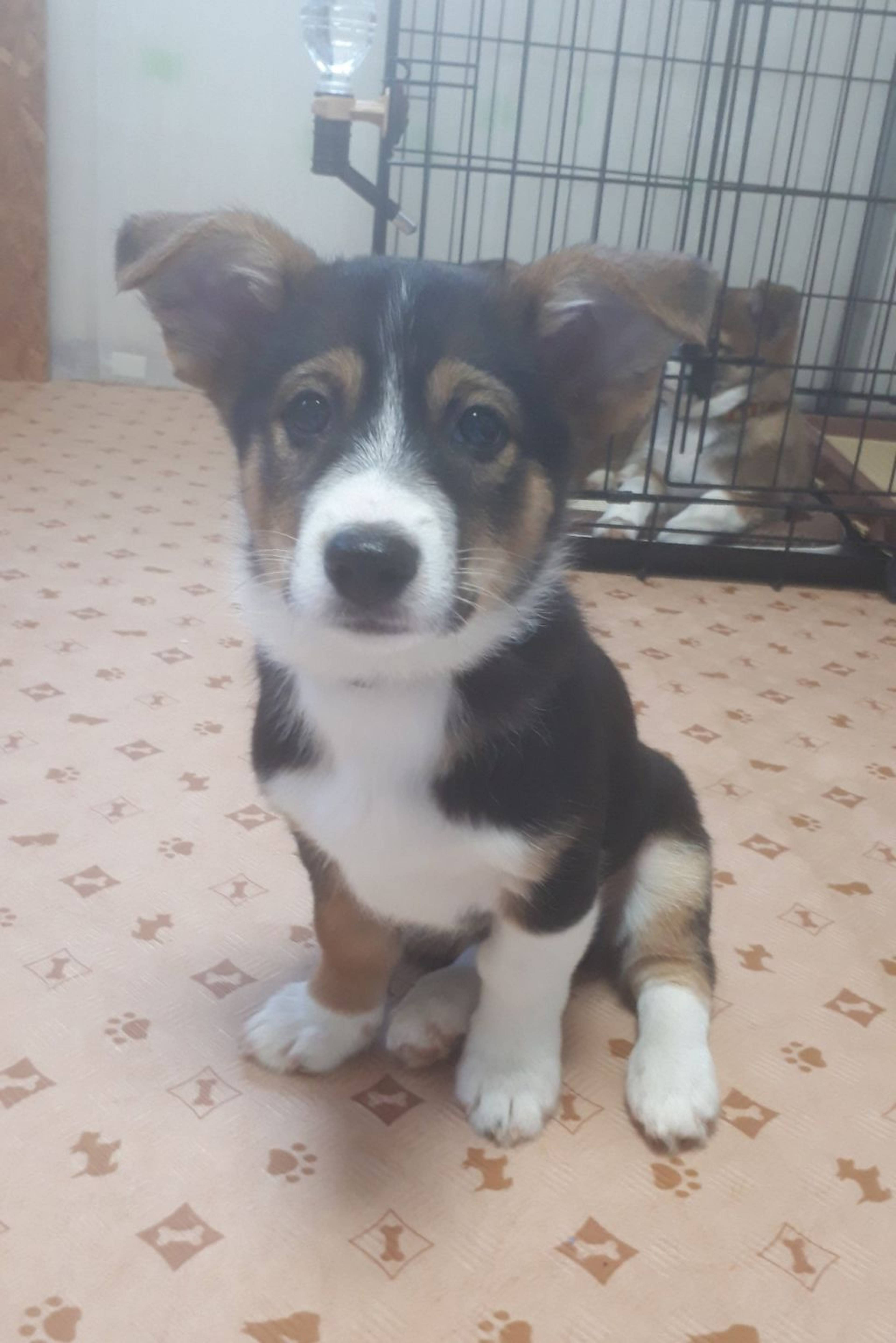 雑種（ミックス犬）・オスの里親募集の写真
