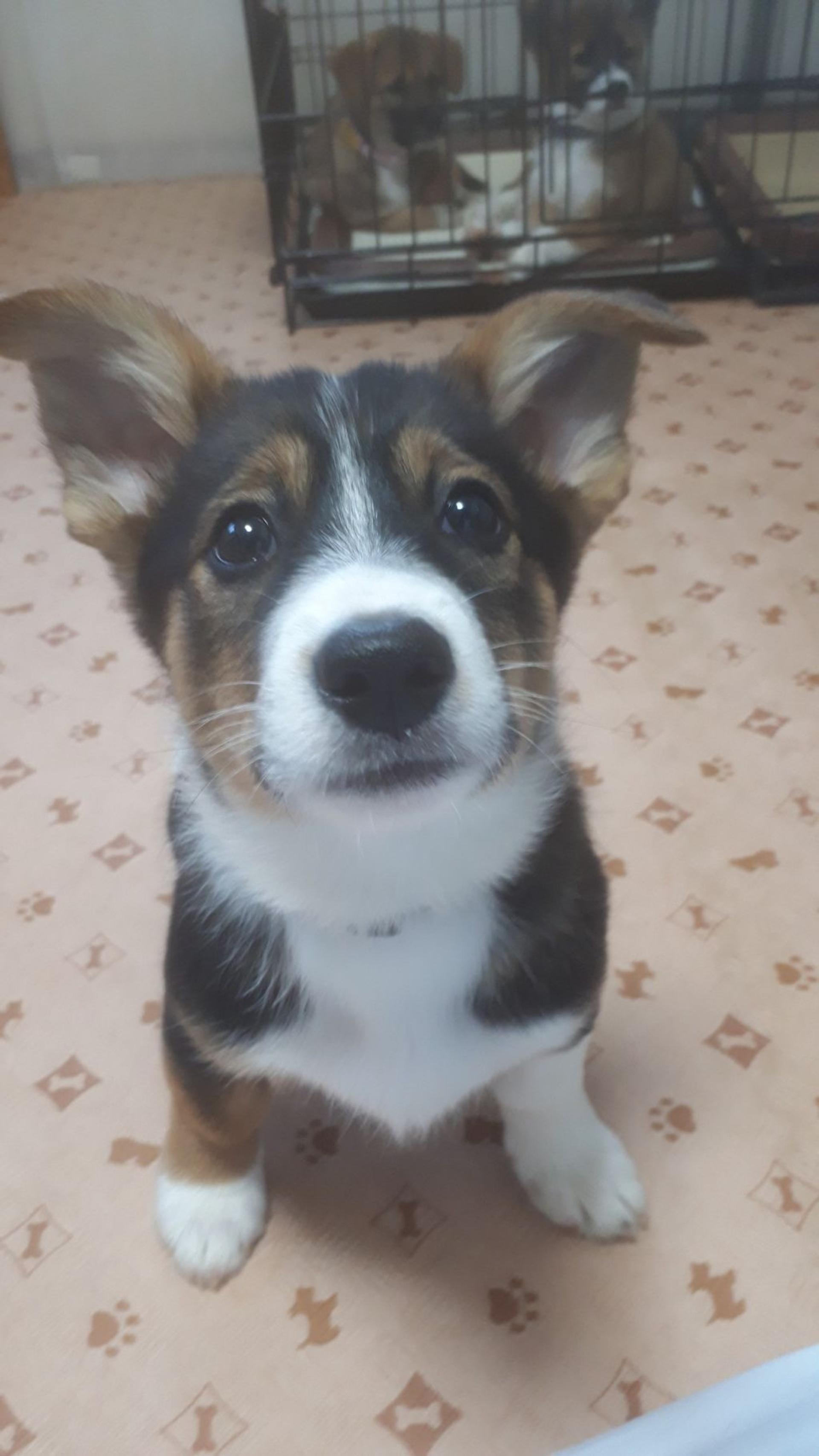 pet-image-3