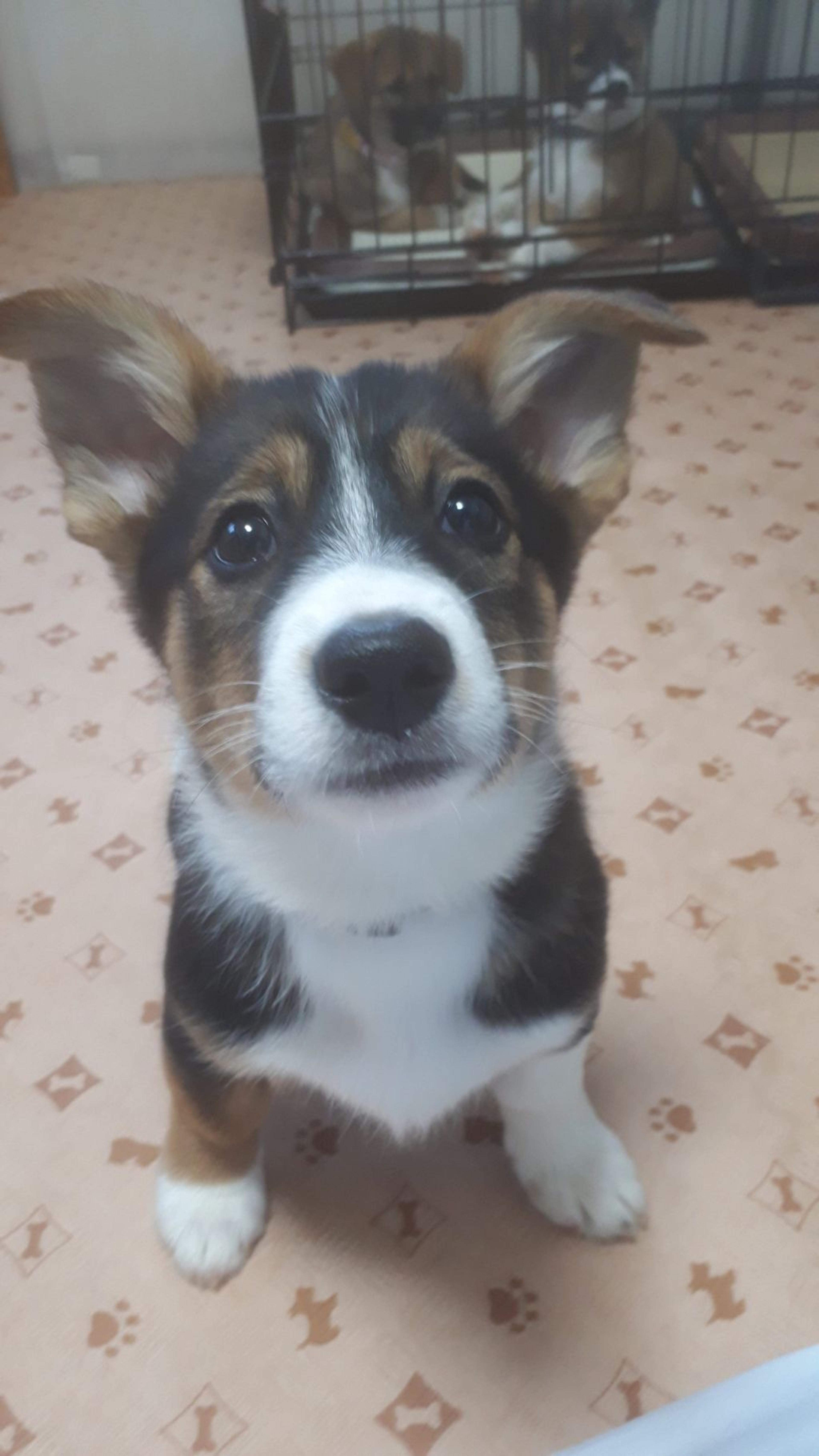 pet-image-3