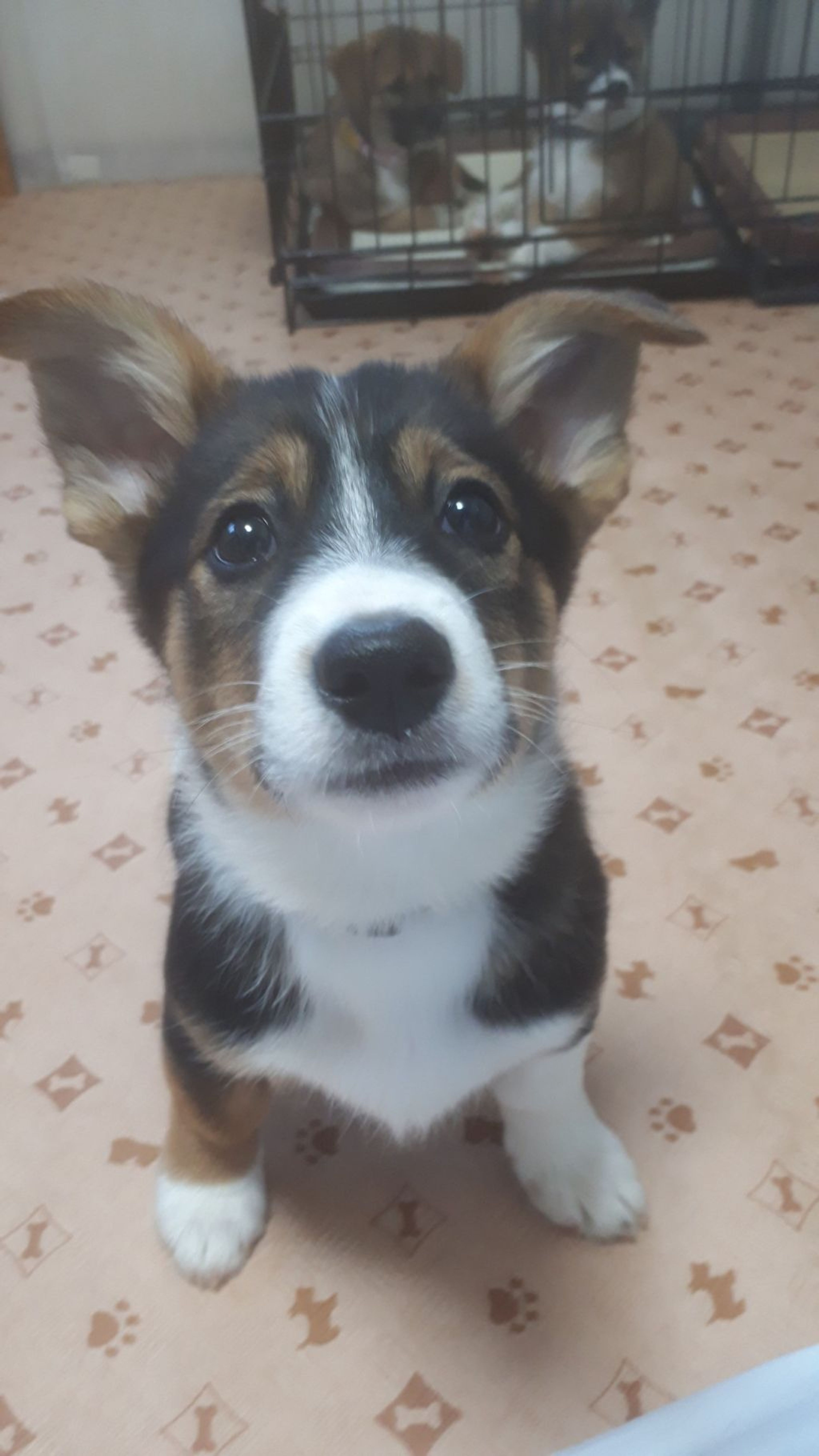 pet-image-3