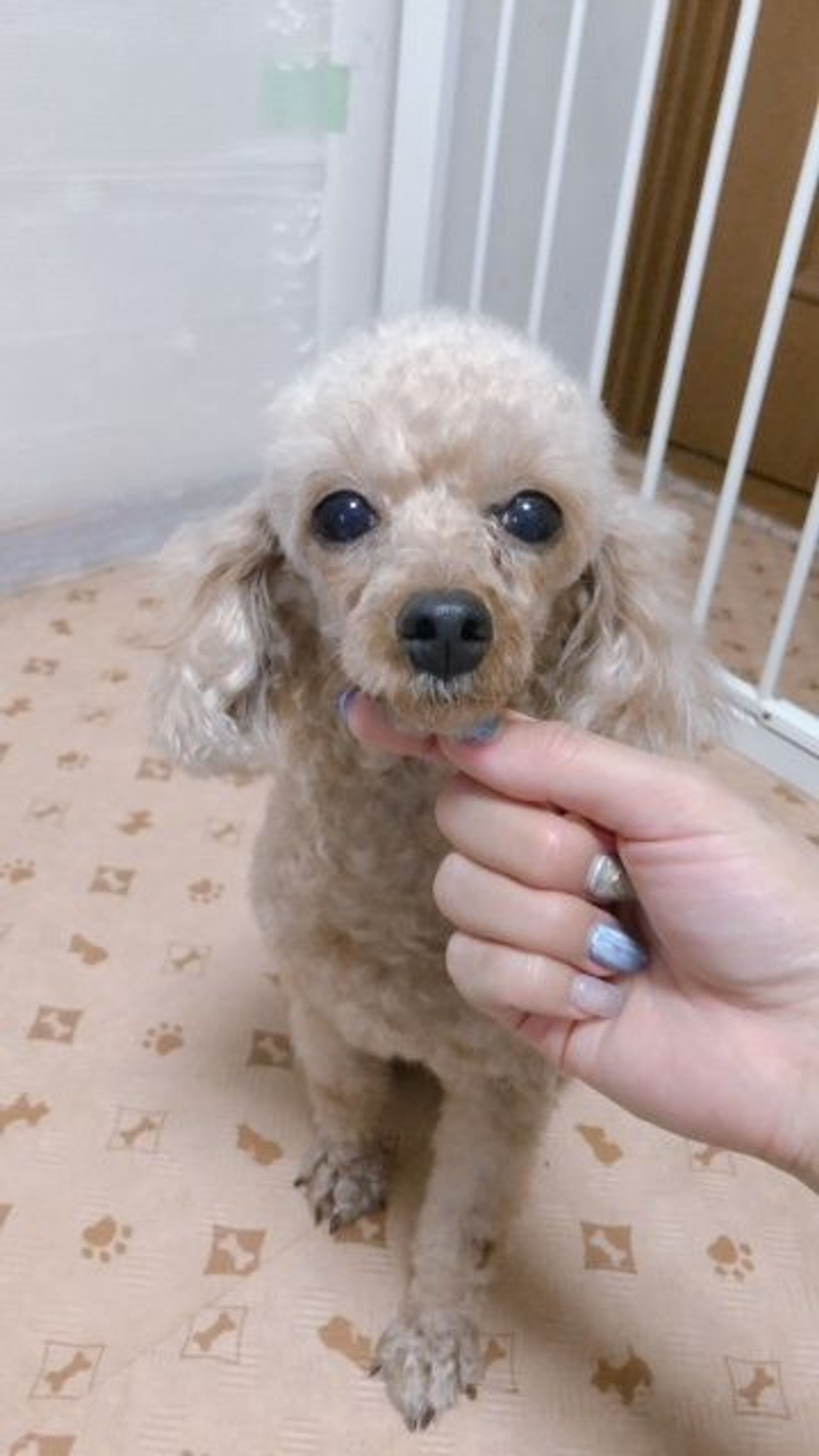 雑種（ミックス犬）・メスの里親募集の写真