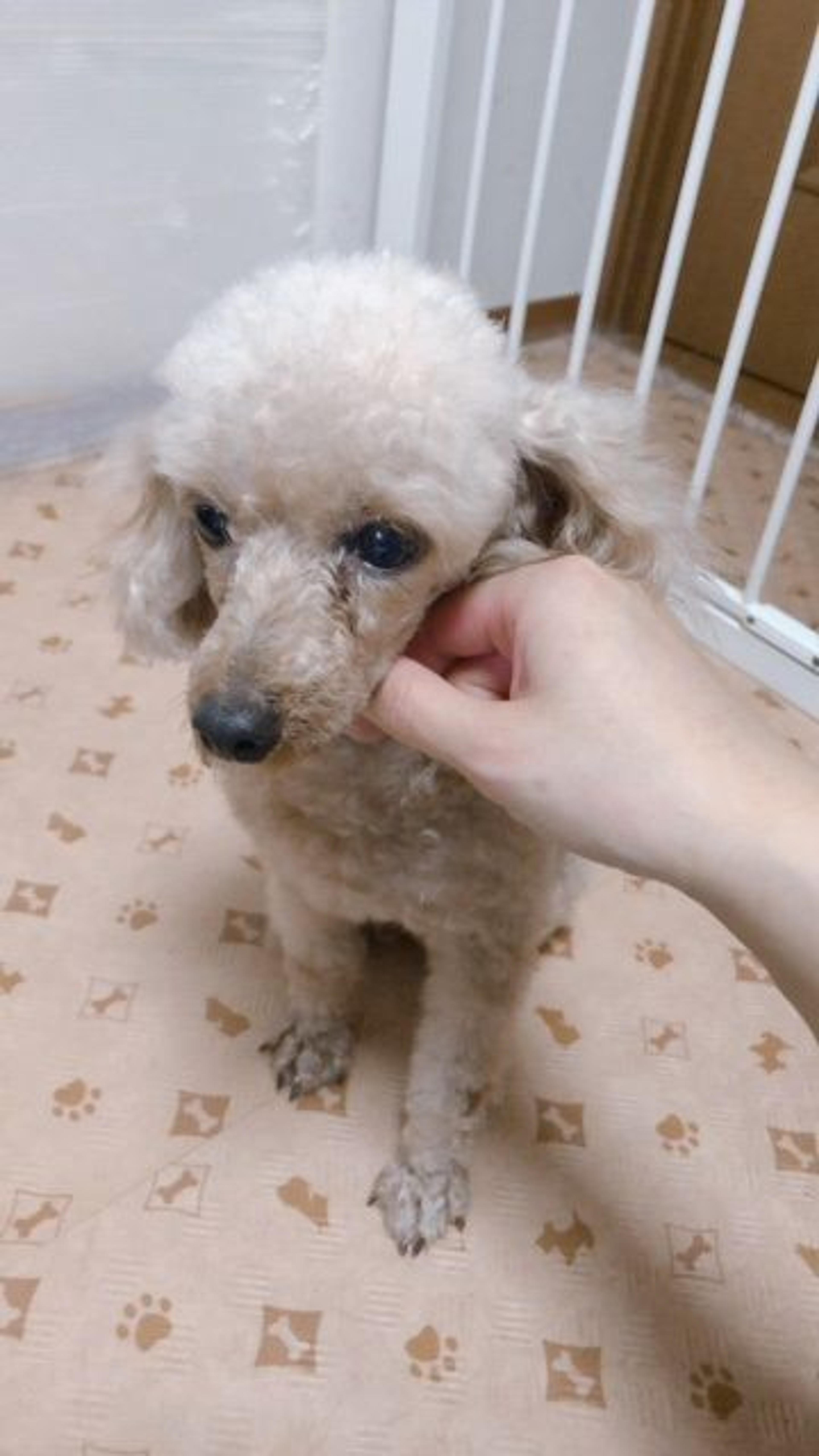 pet-image-2