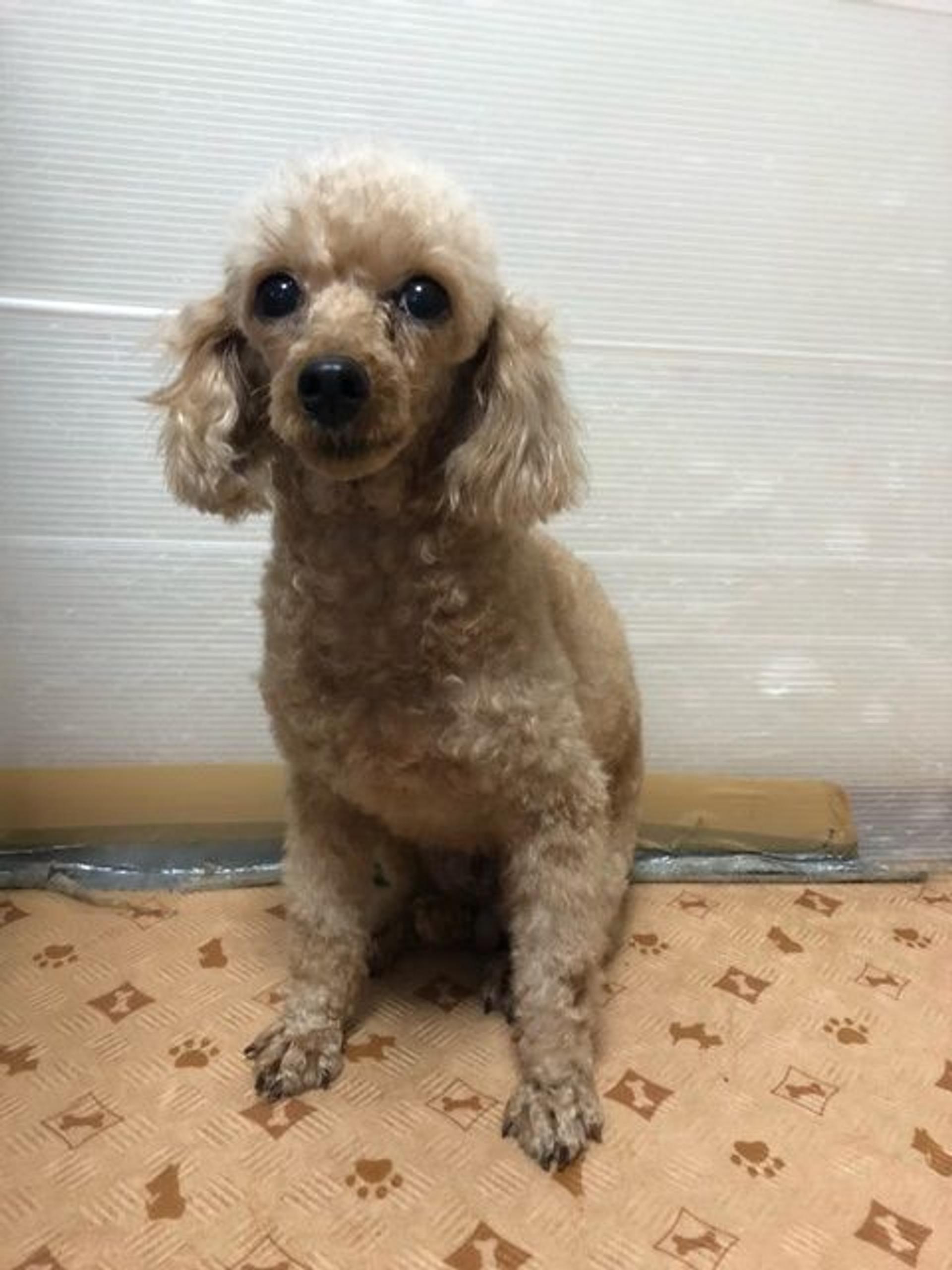 pet-image-3
