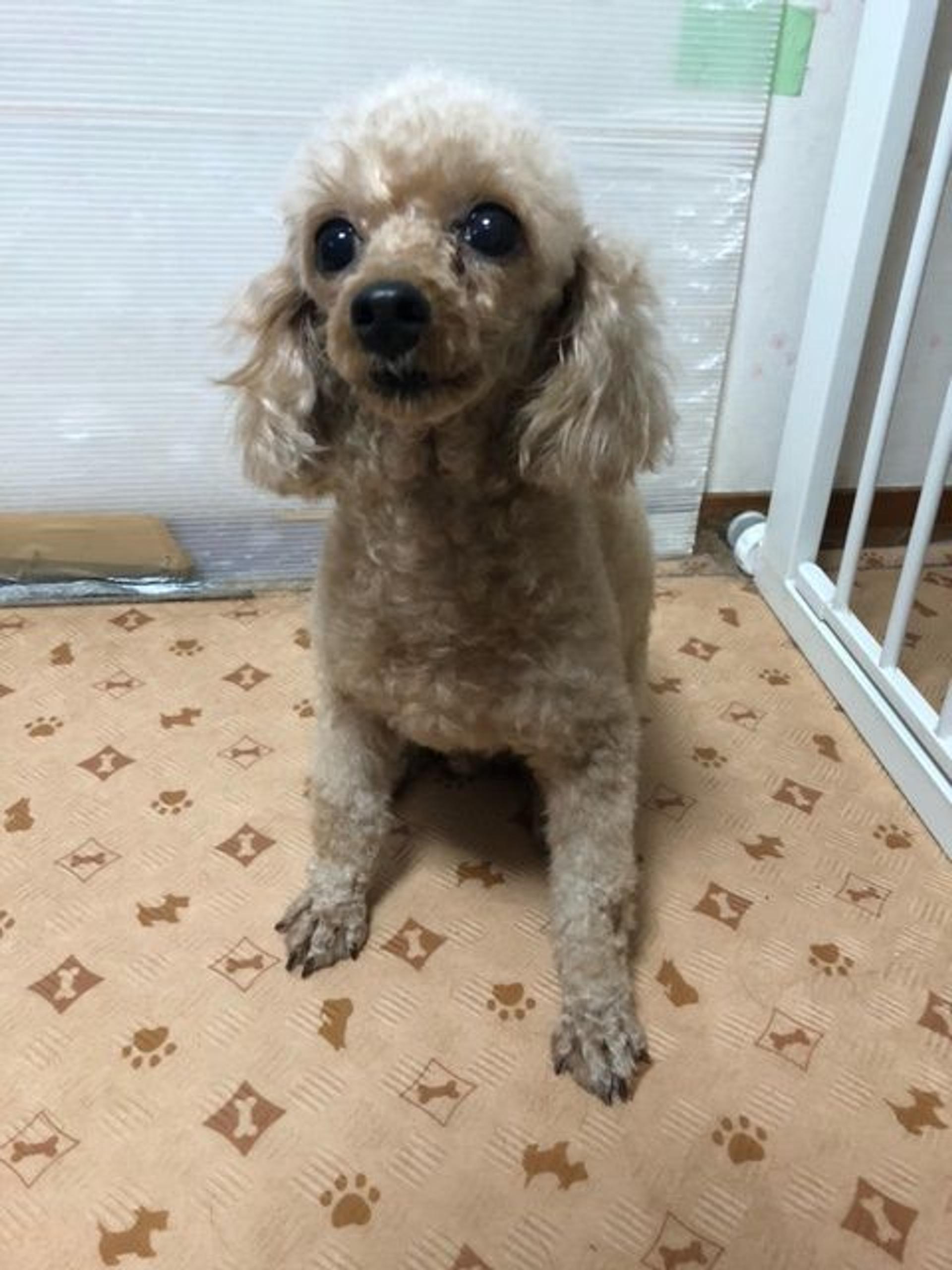pet-image-4