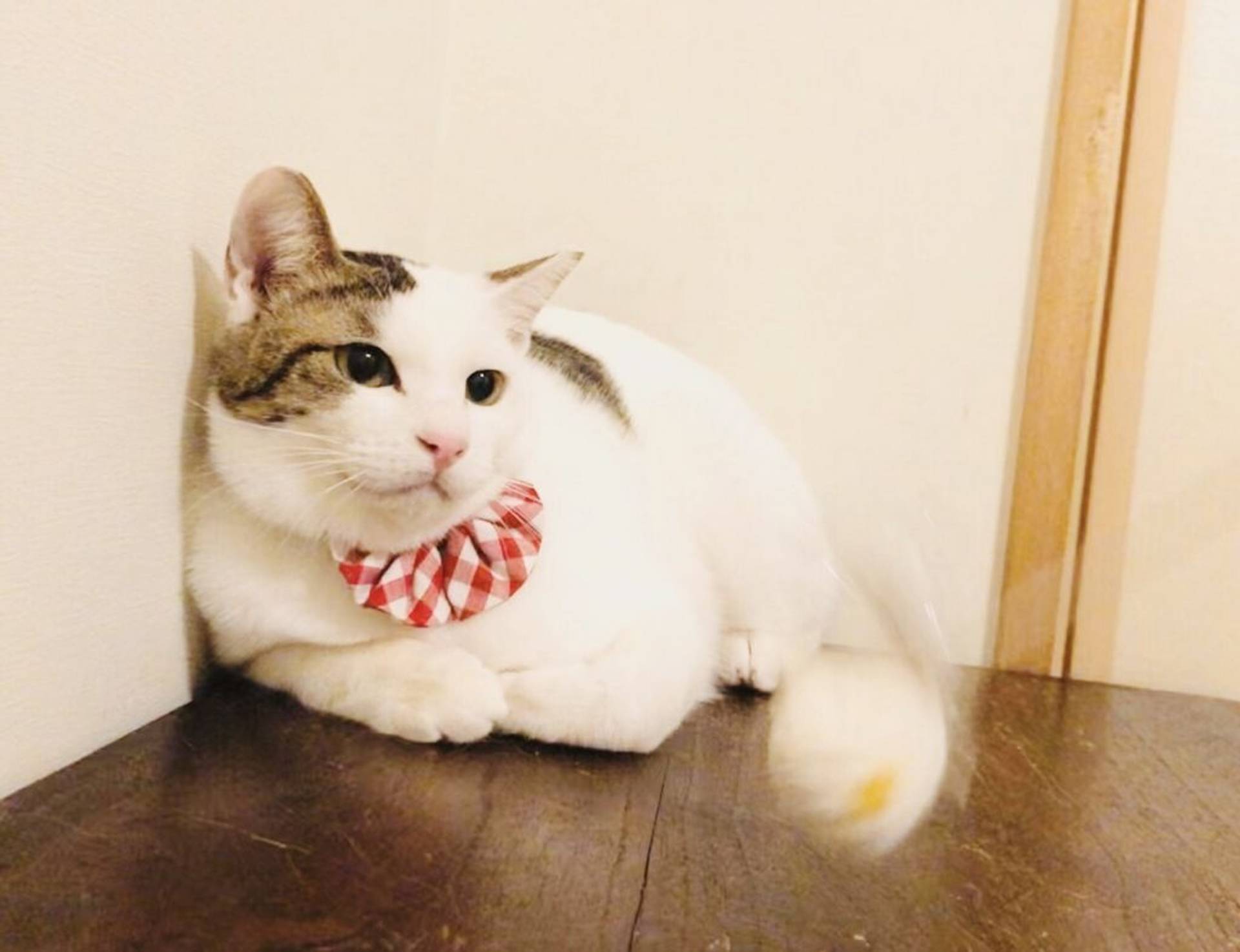 雑種（ミックス猫）・メスの里親募集の写真