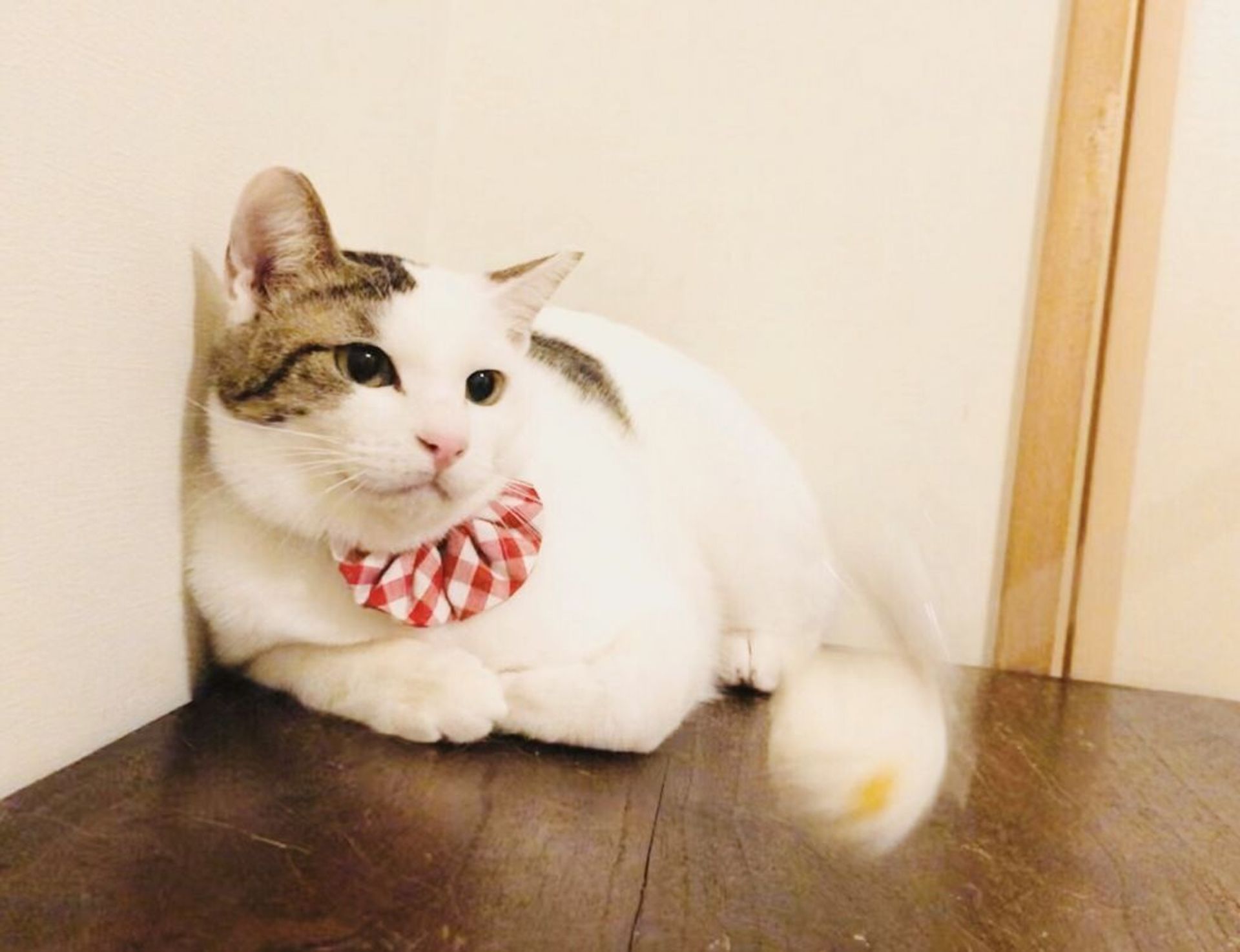 雑種（ミックス猫）・メスの里親募集の写真